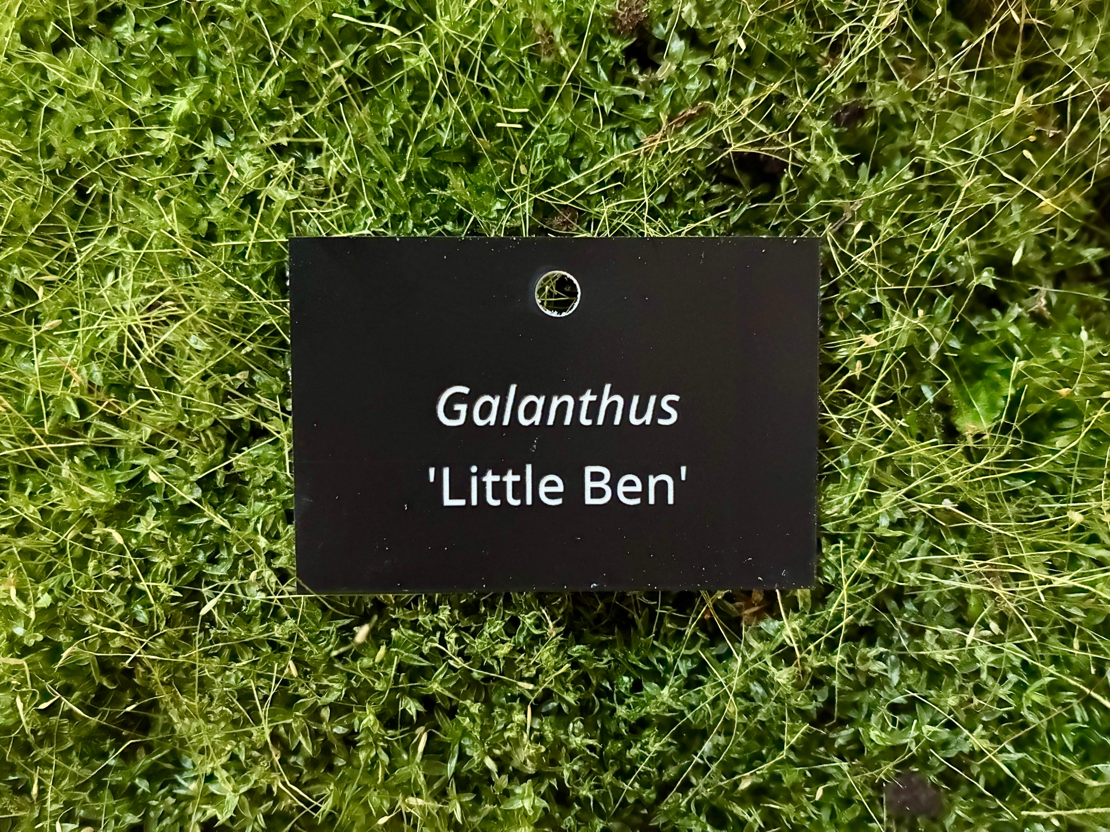 Galanthus 'Little Ben' - Plant label