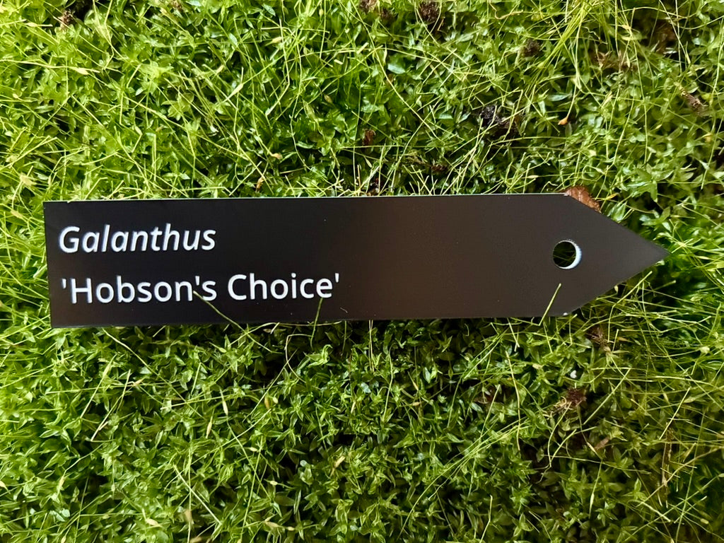 Galanthus 'Hobson's Choice' - Plant label