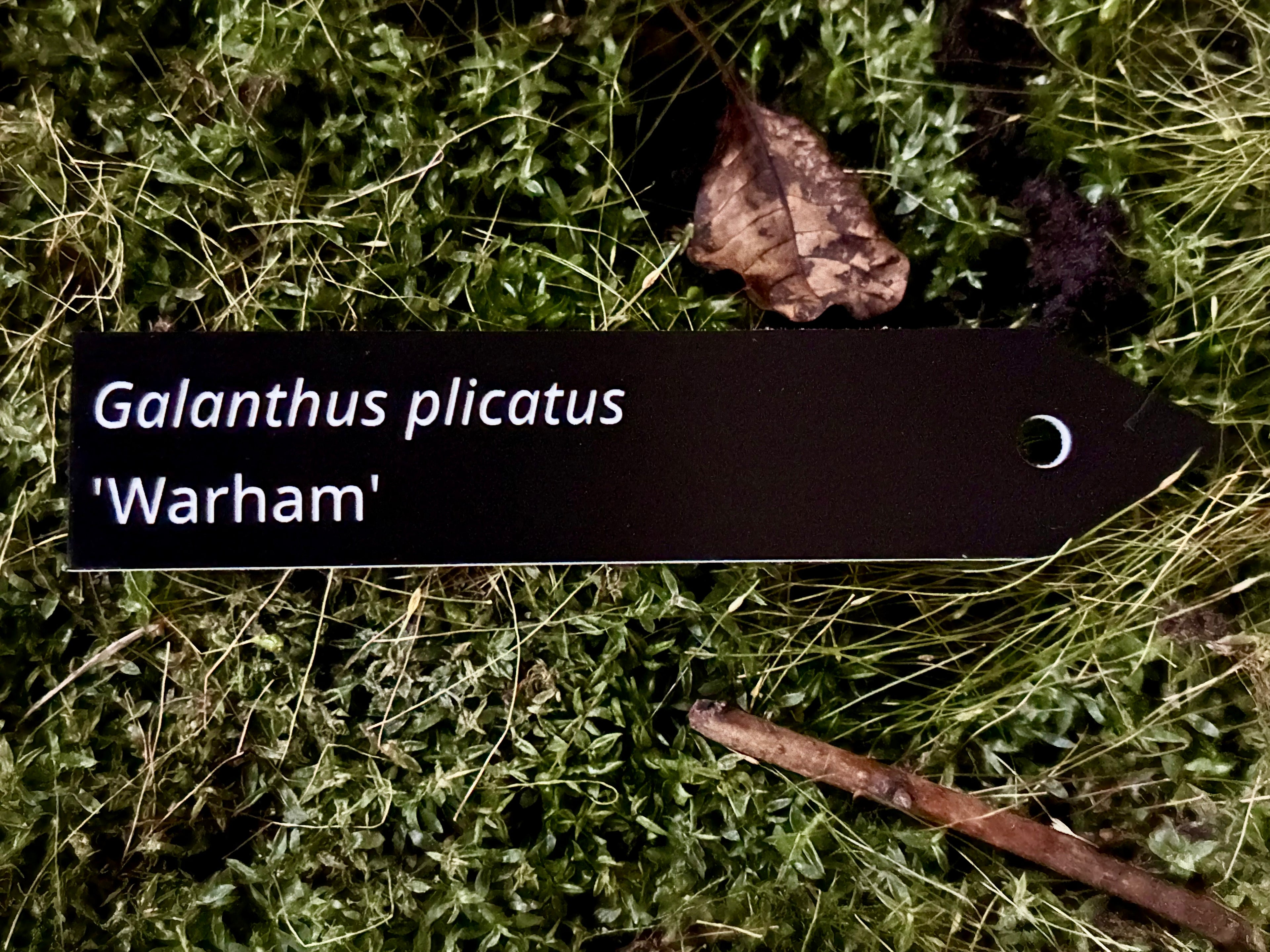 Galanthus plicatus 'Warham' - Plant label