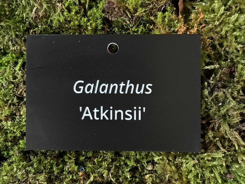 Galanthus 'Atkinsii' - Plant label