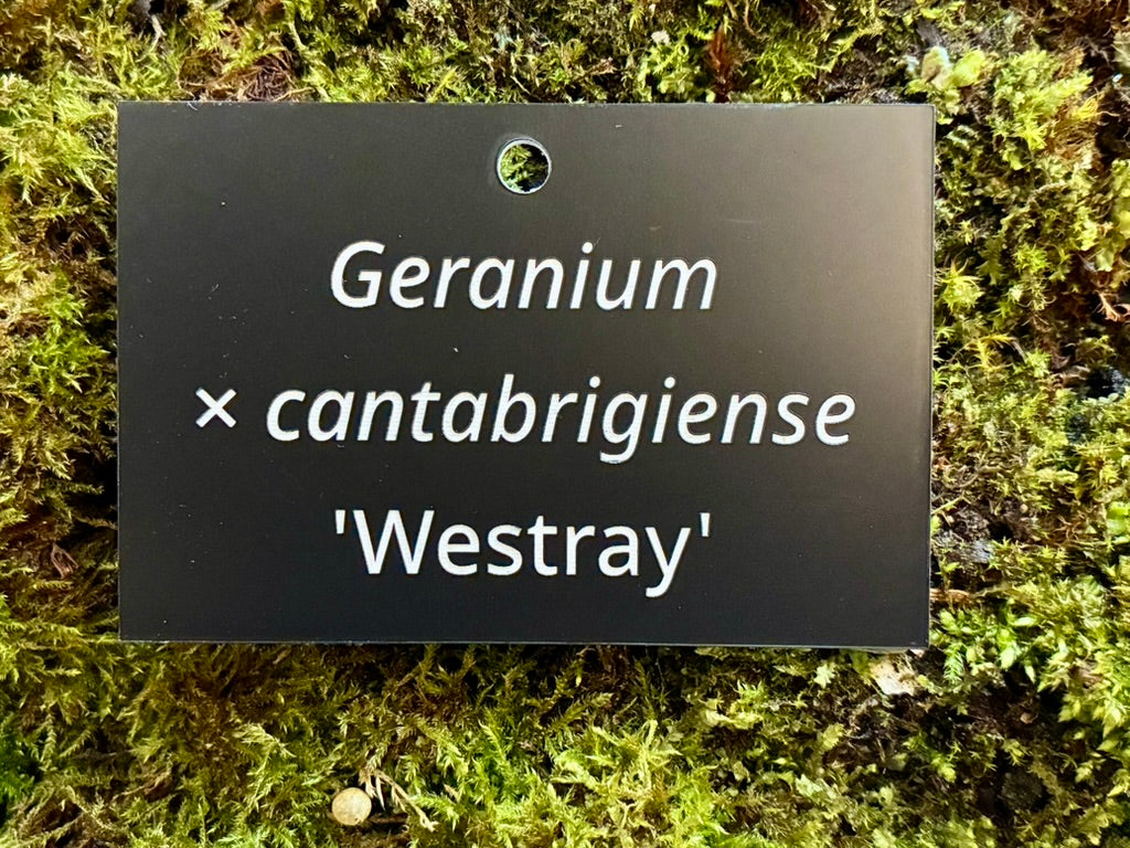 Geranium × cantabrigiense 'Westray' - Plant label