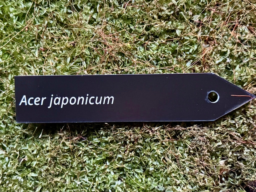Acer japonicum - Plant label