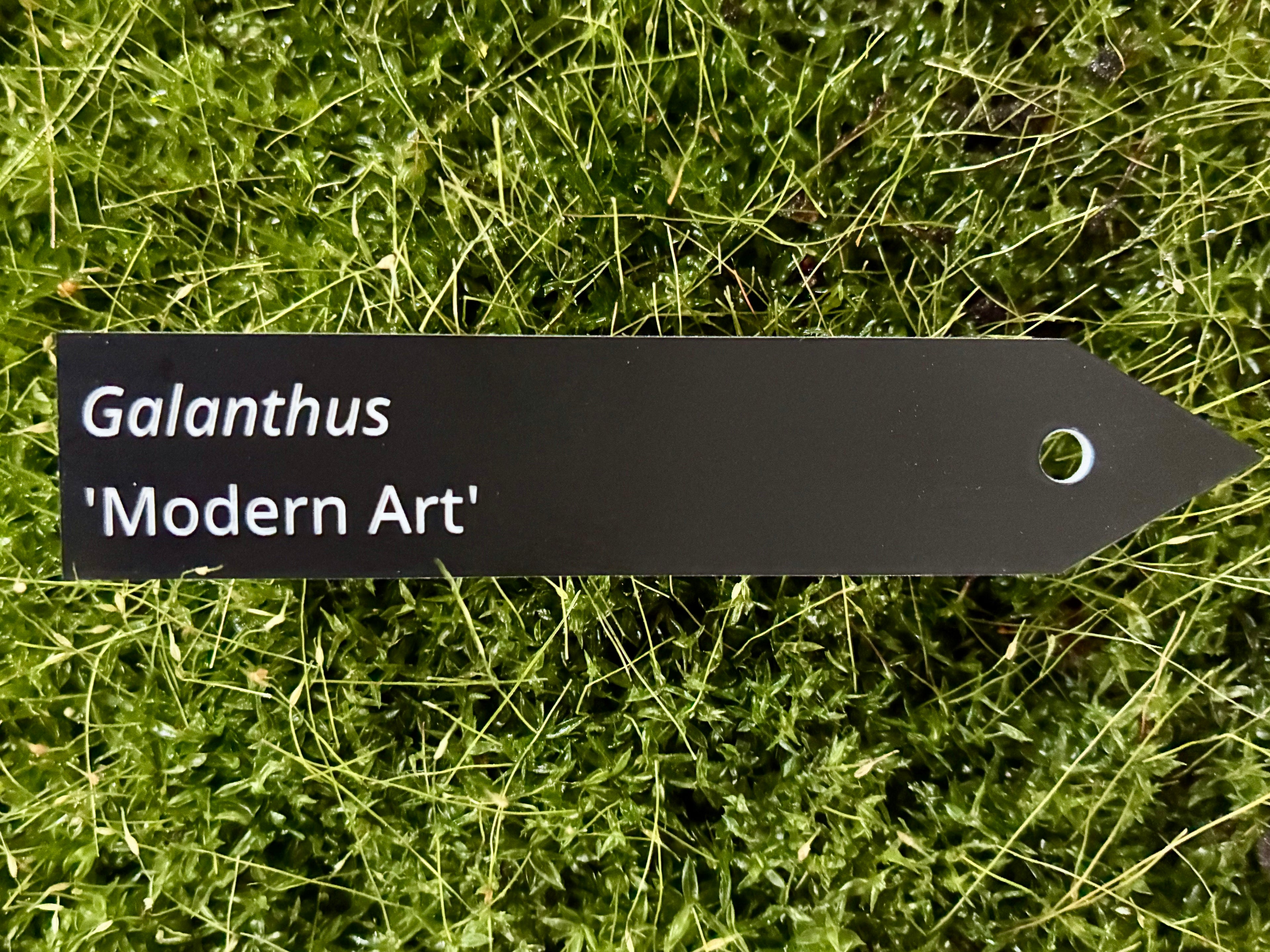 Galanthus 'Modern Art' - Plant label