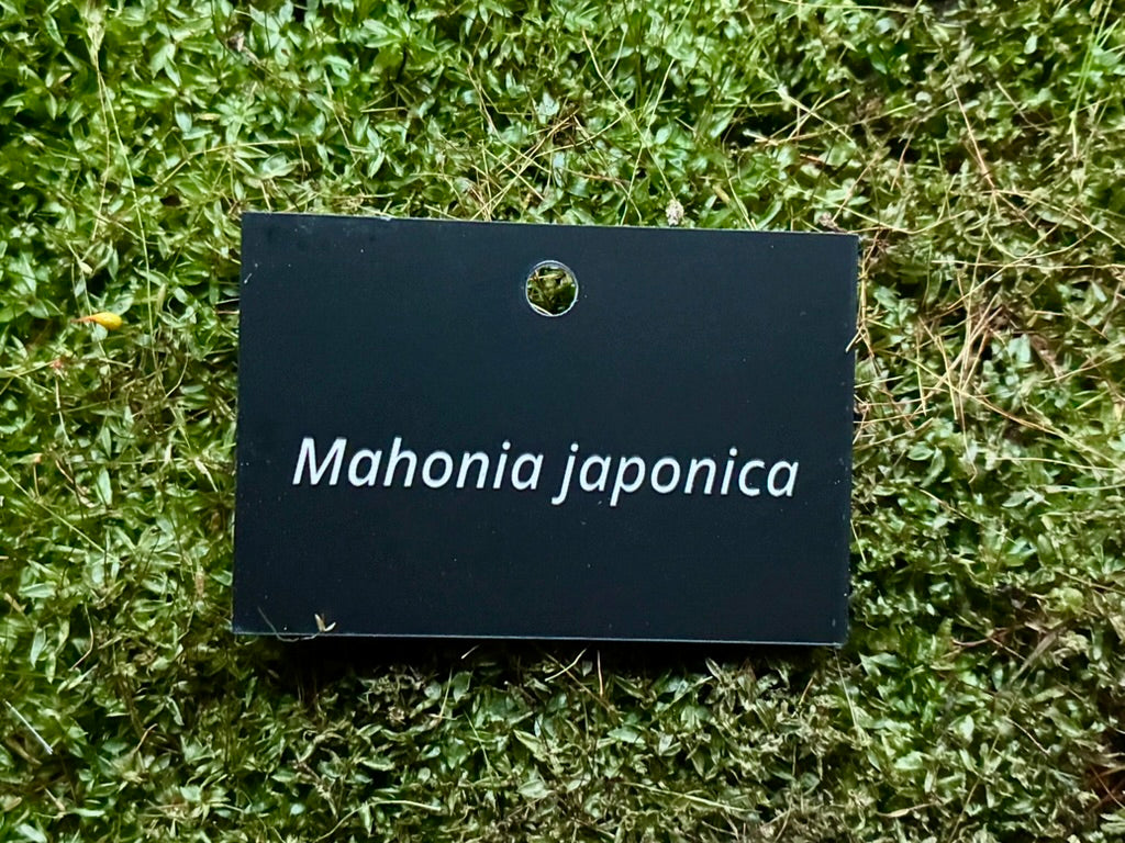Mahonia japonica - Plant label