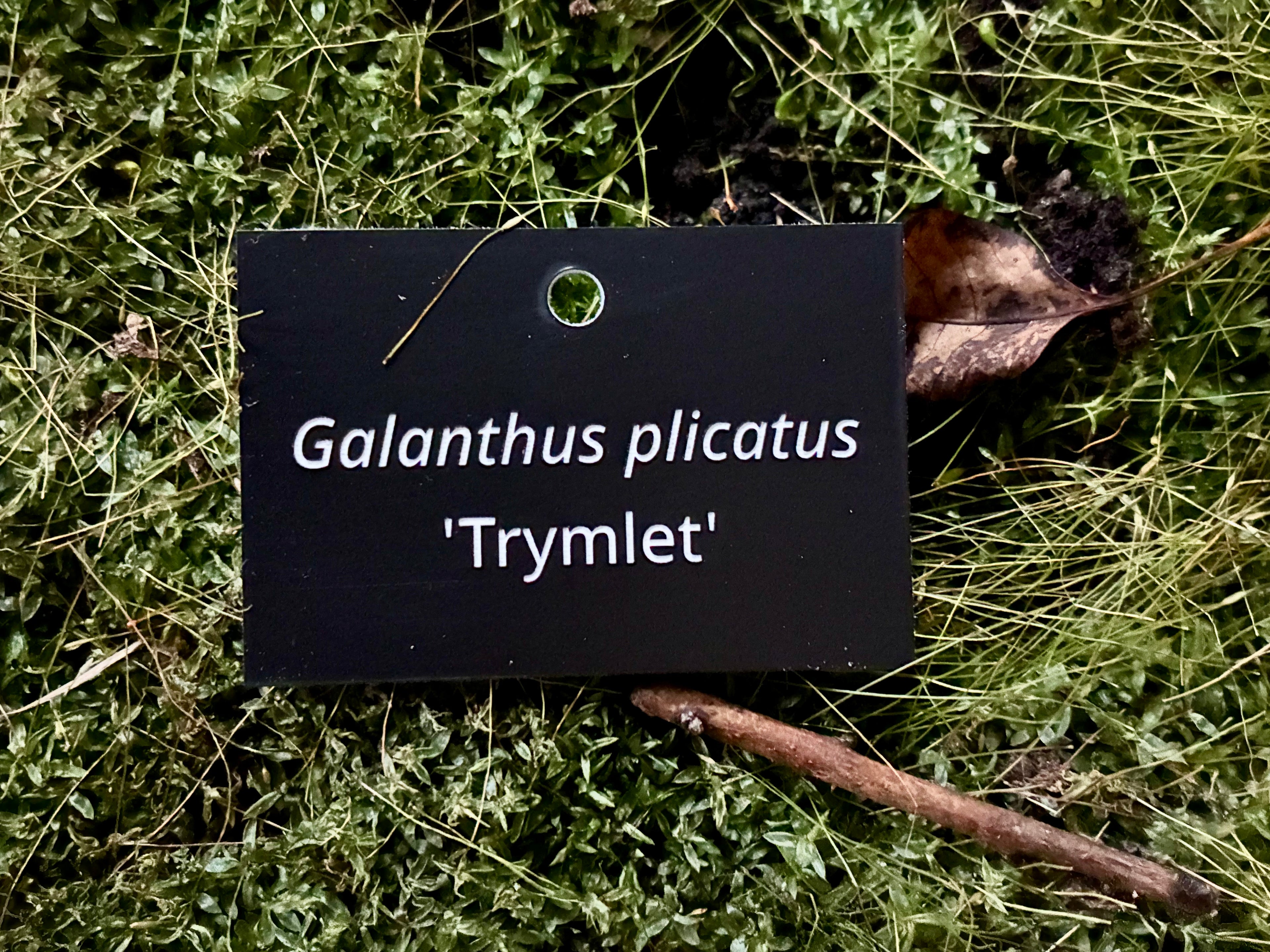Galanthus plicatus 'Trymlet' - Plant label