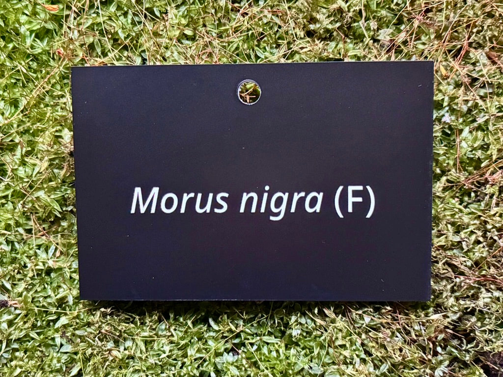 Morus nigra (F) - Plant label
