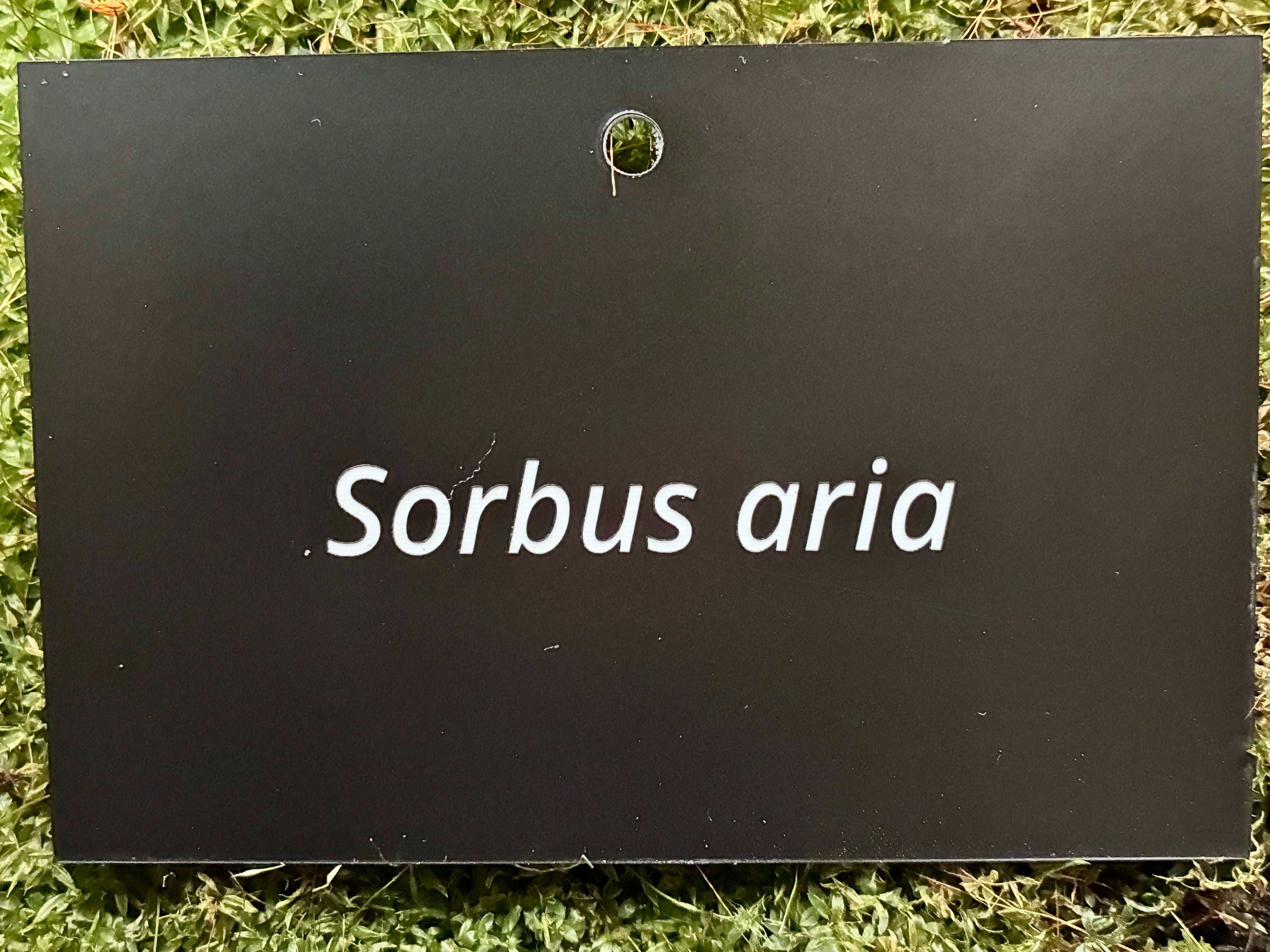 Sorbus aria - Plant label
