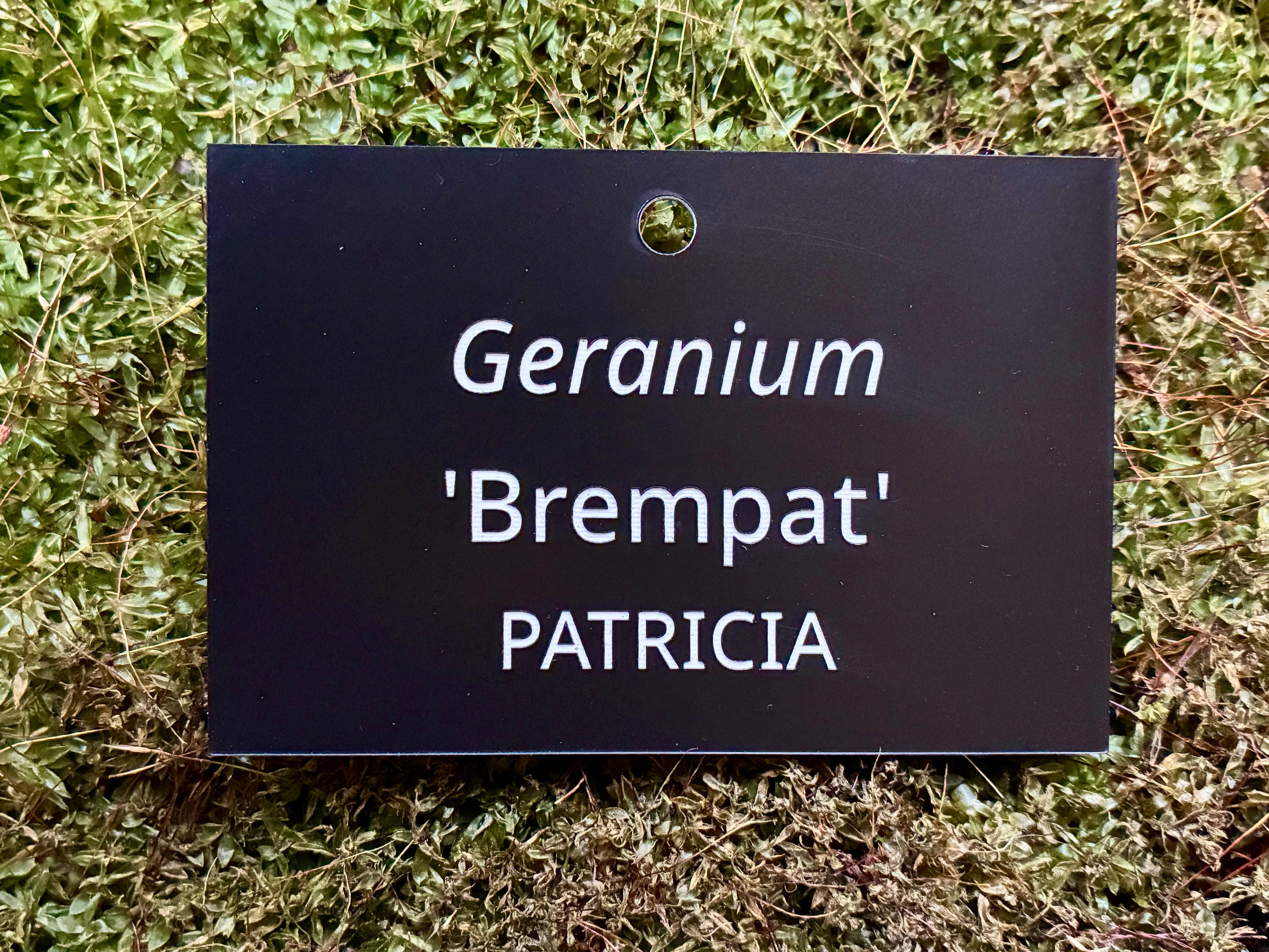 Geranium 'Brempat' PATRICIA  - Plant label