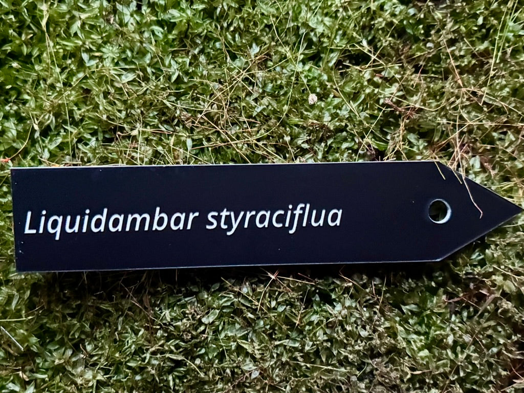 Liquidambar styraciflua - Plant label