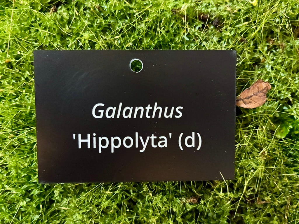 Galanthus 'Hippolyta' (d) - Plant label