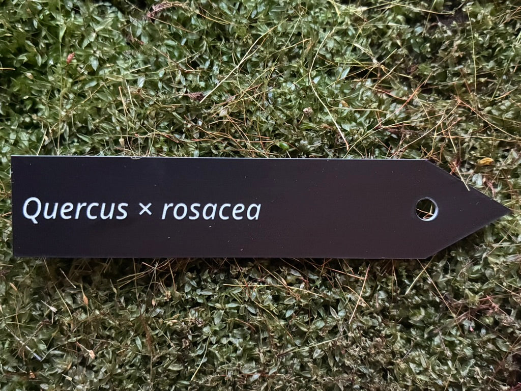 Quercus × rosacea - Plant label