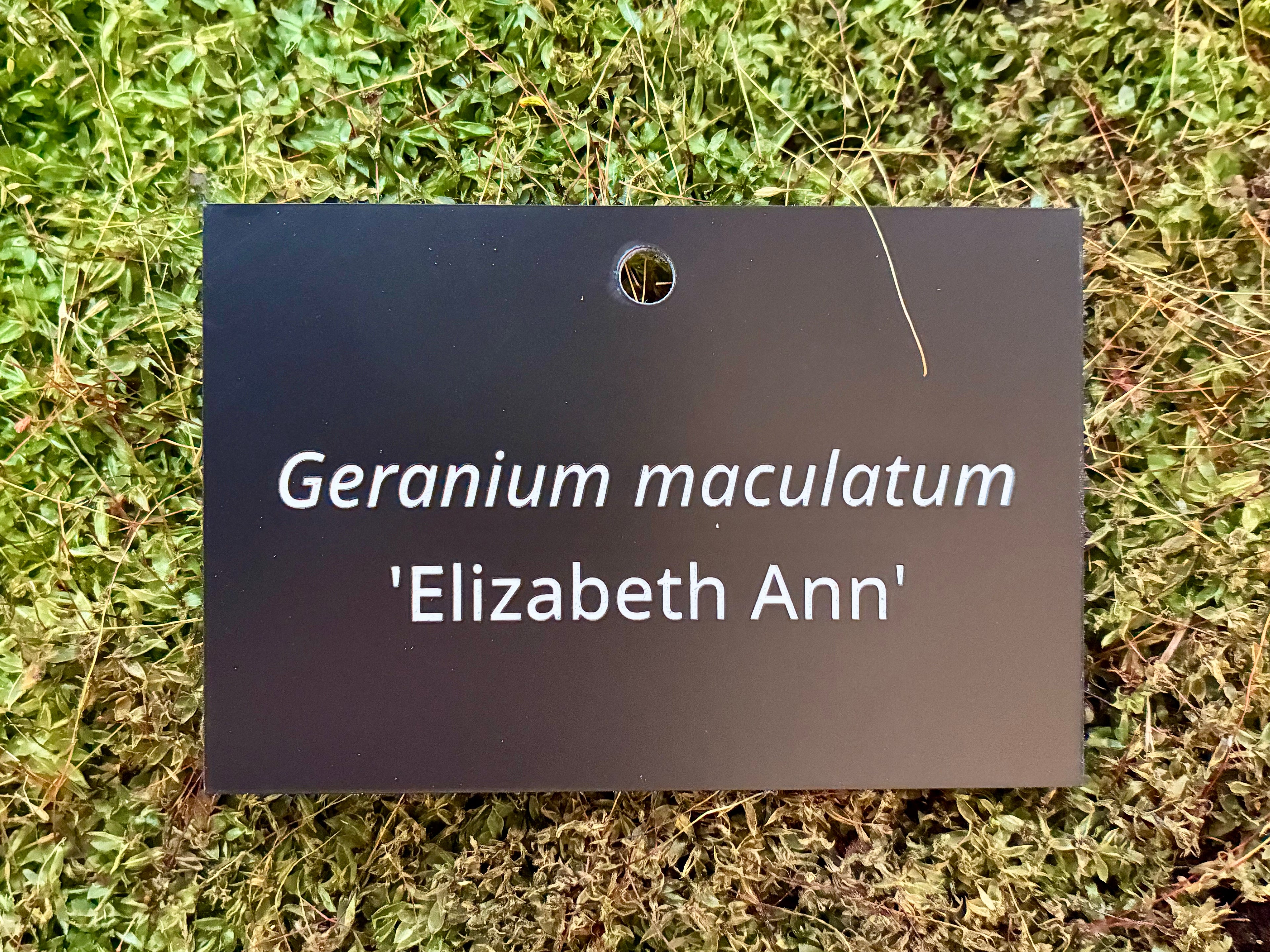 Geranium maculatum 'Elizabeth Ann' - Plant label