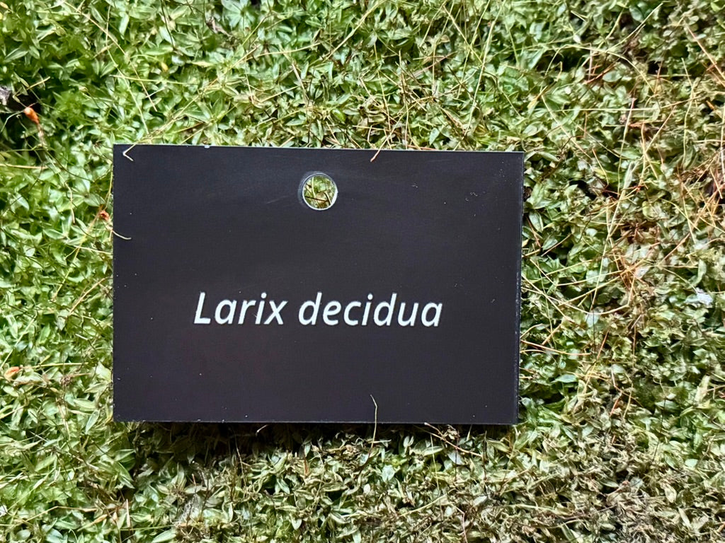 Larix decidua - Plant label