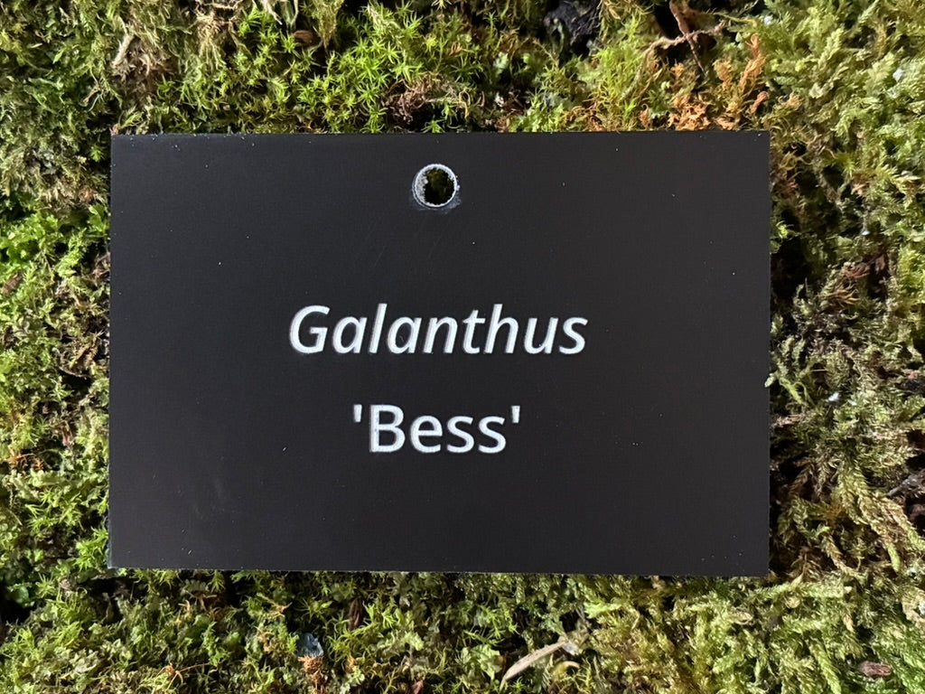 Galanthus 'Bess' - Plant label