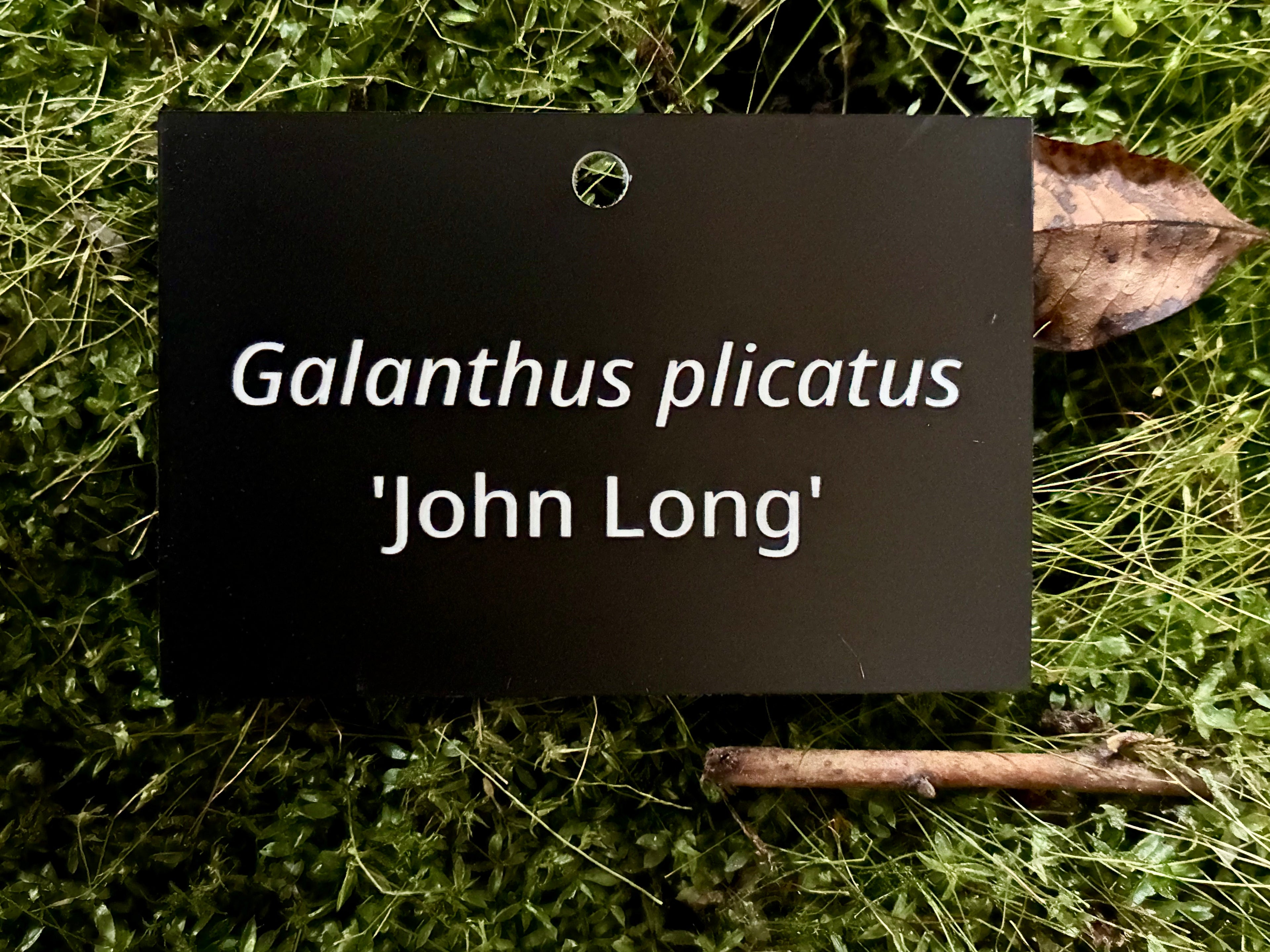 Galanthus plicatus 'John Long' - Plant label