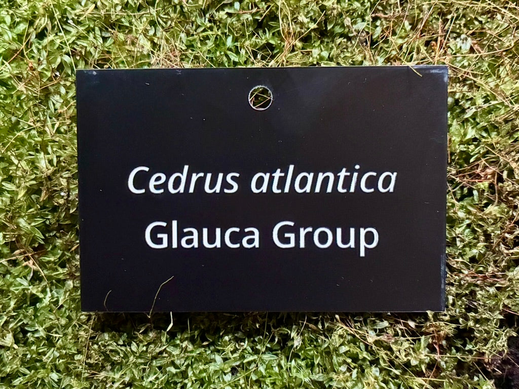 Cedrus atlantica Glauca Group - Plant label