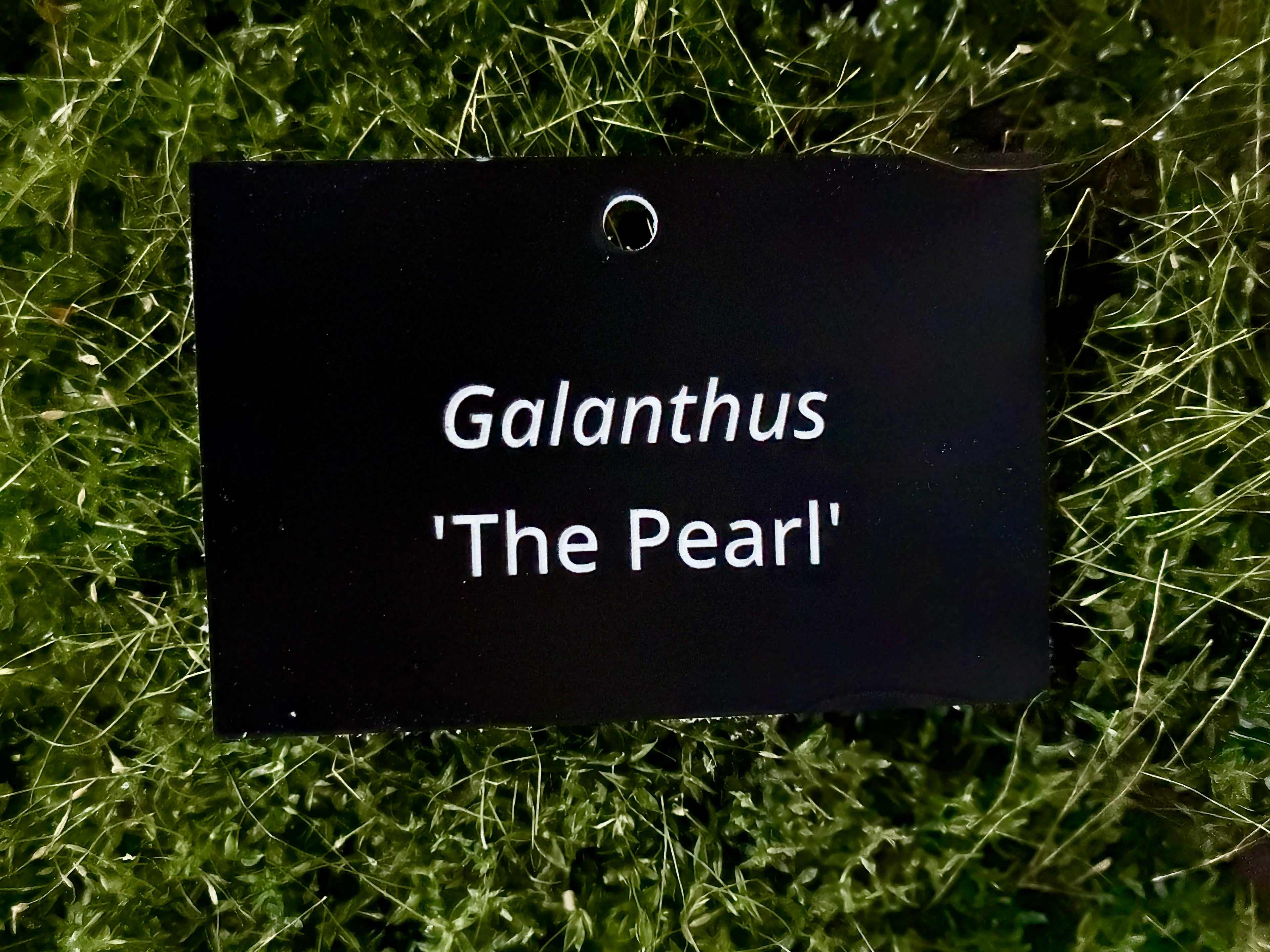 Galanthus 'The Pearl' - Plant label