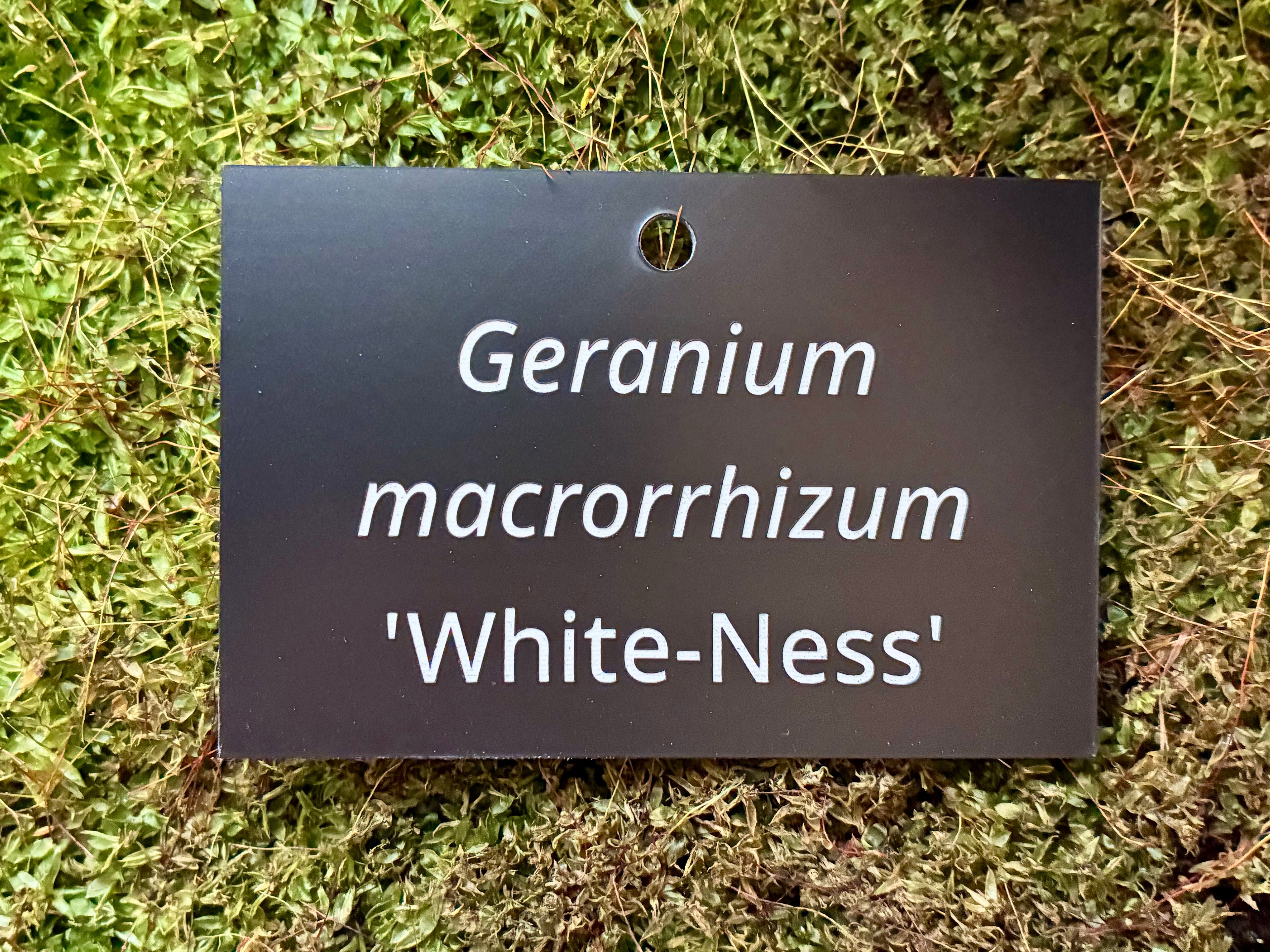 Geranium macrorrhizum 'White-Ness' - Plant label