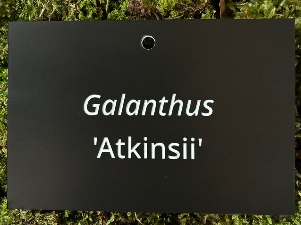 Galanthus 'Atkinsii' - Plant label