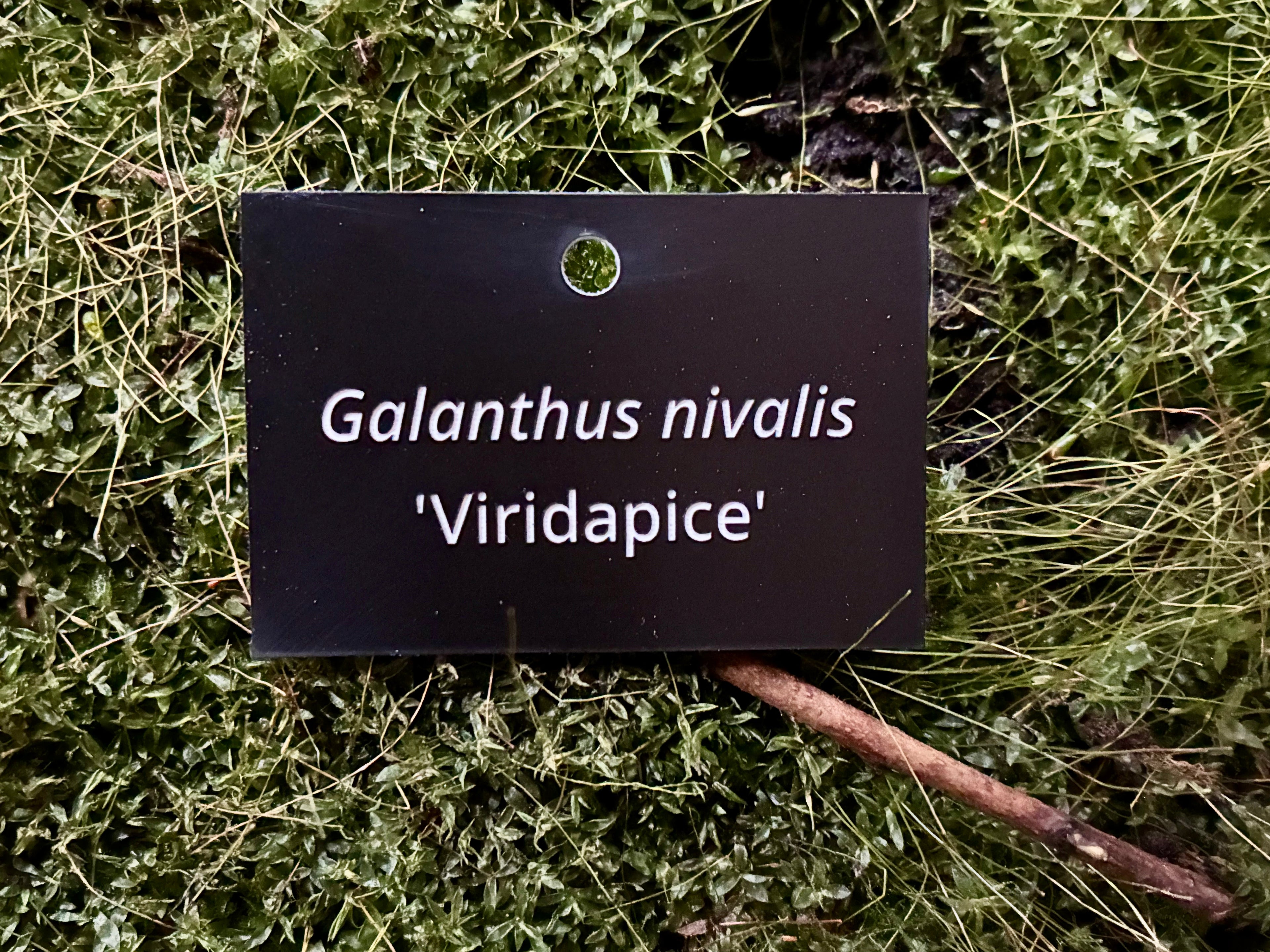 Galanthus nivalis 'Viridapice' - Plant label