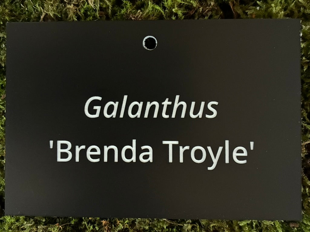 Galanthus 'Brenda Troyle' - Plant label