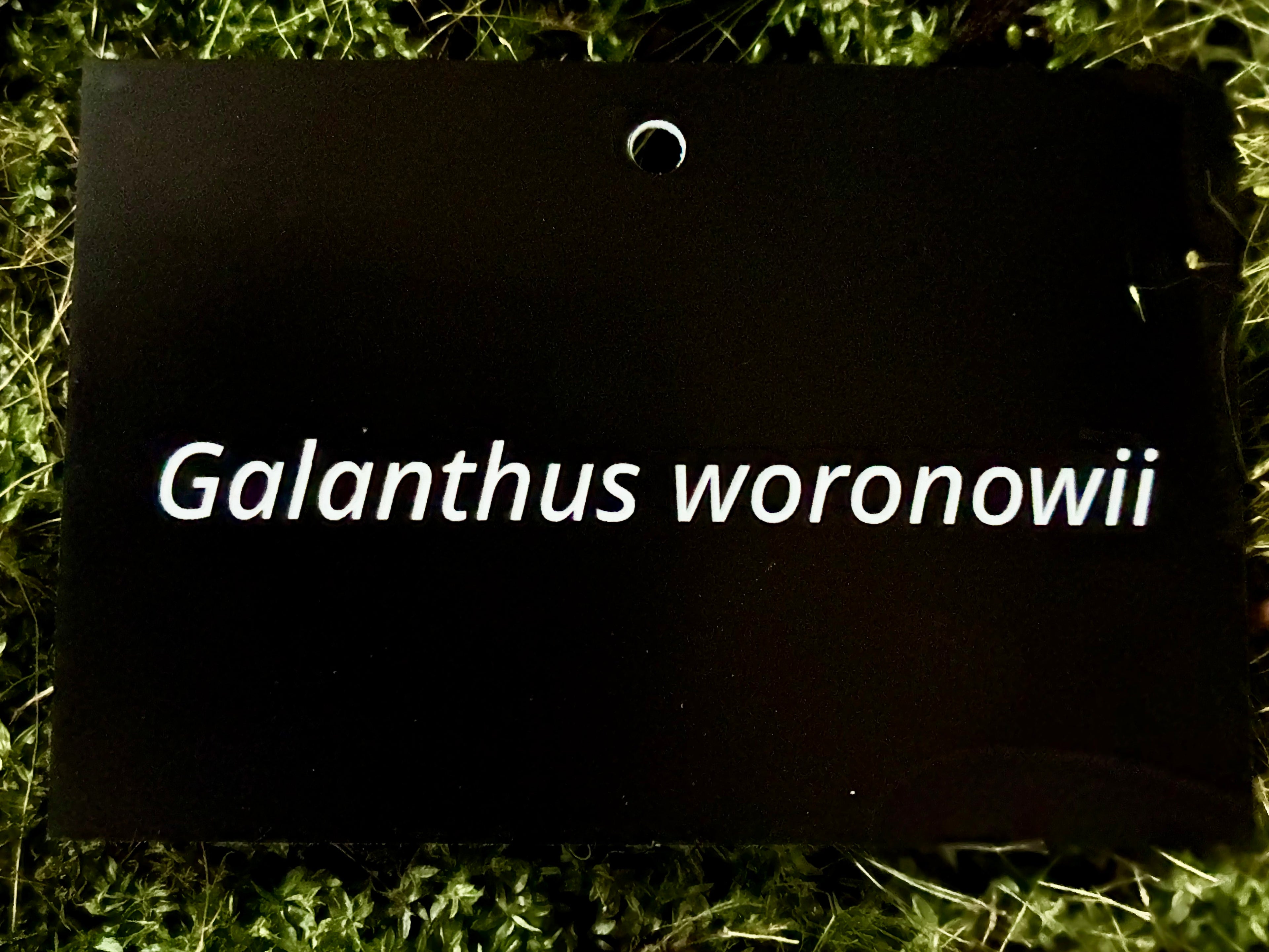Galanthus woronowii - Plant label
