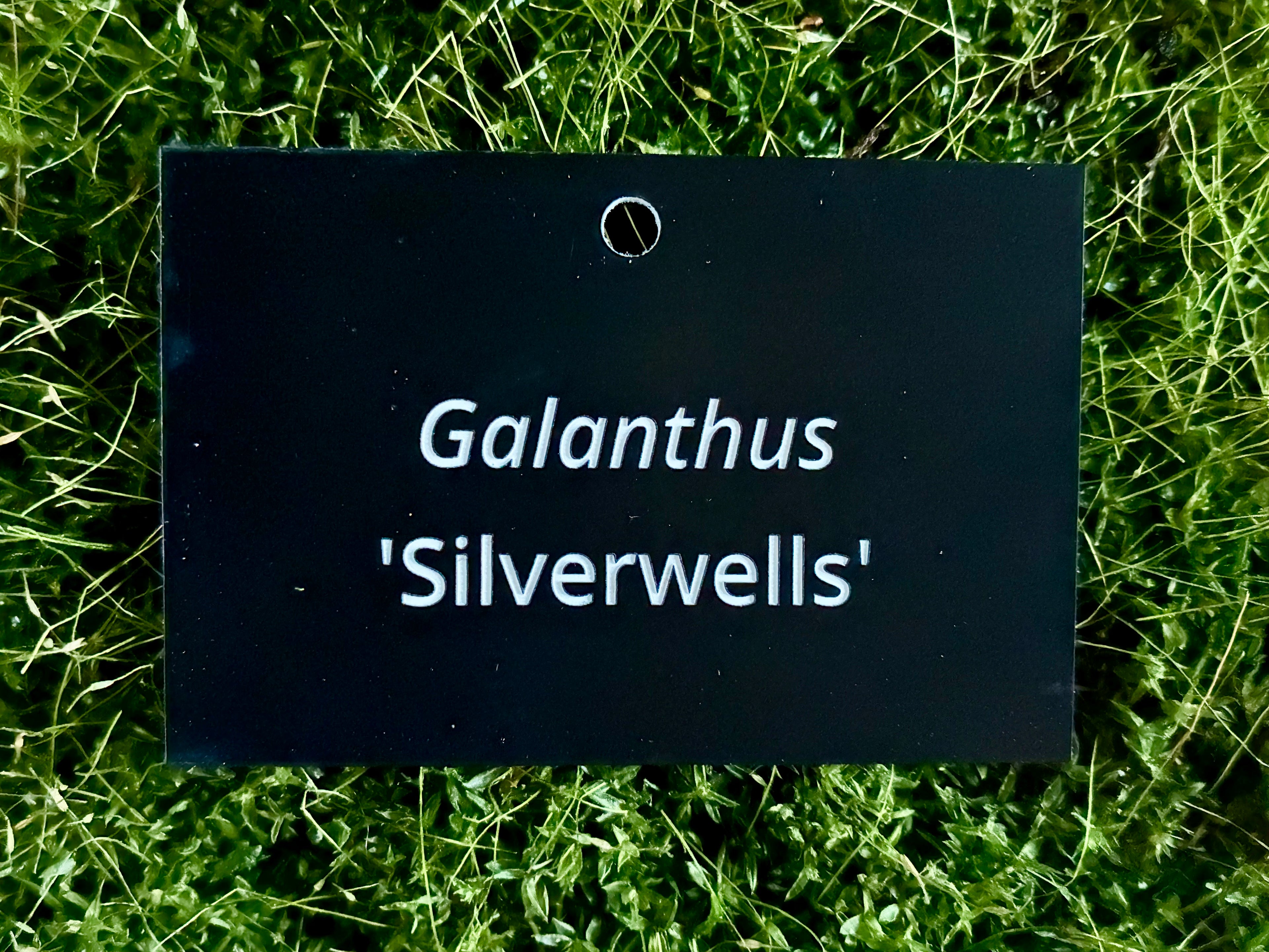 Galanthus 'Silverwells' - Plant label