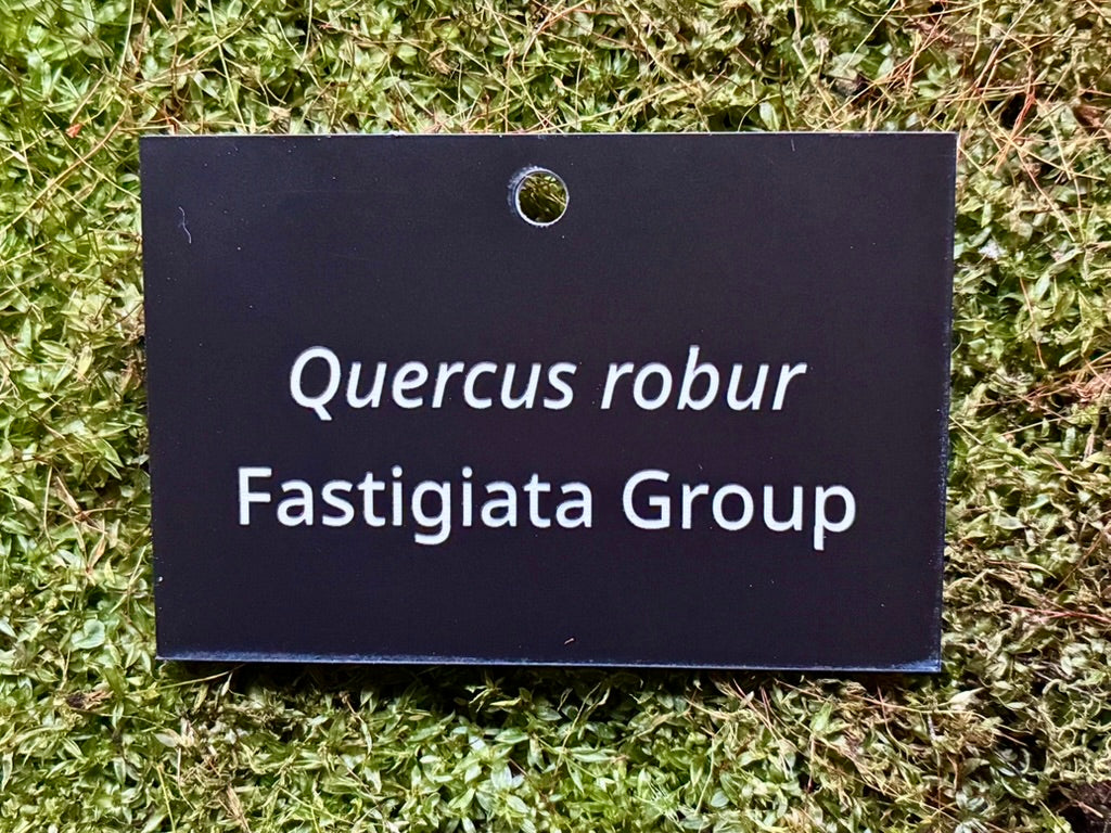 Quercus robur Fastigiata Group - Plant label