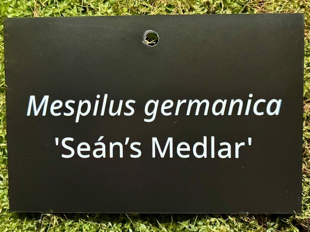 Mespilus germanica 'Seán’s Medlar' - Plant label