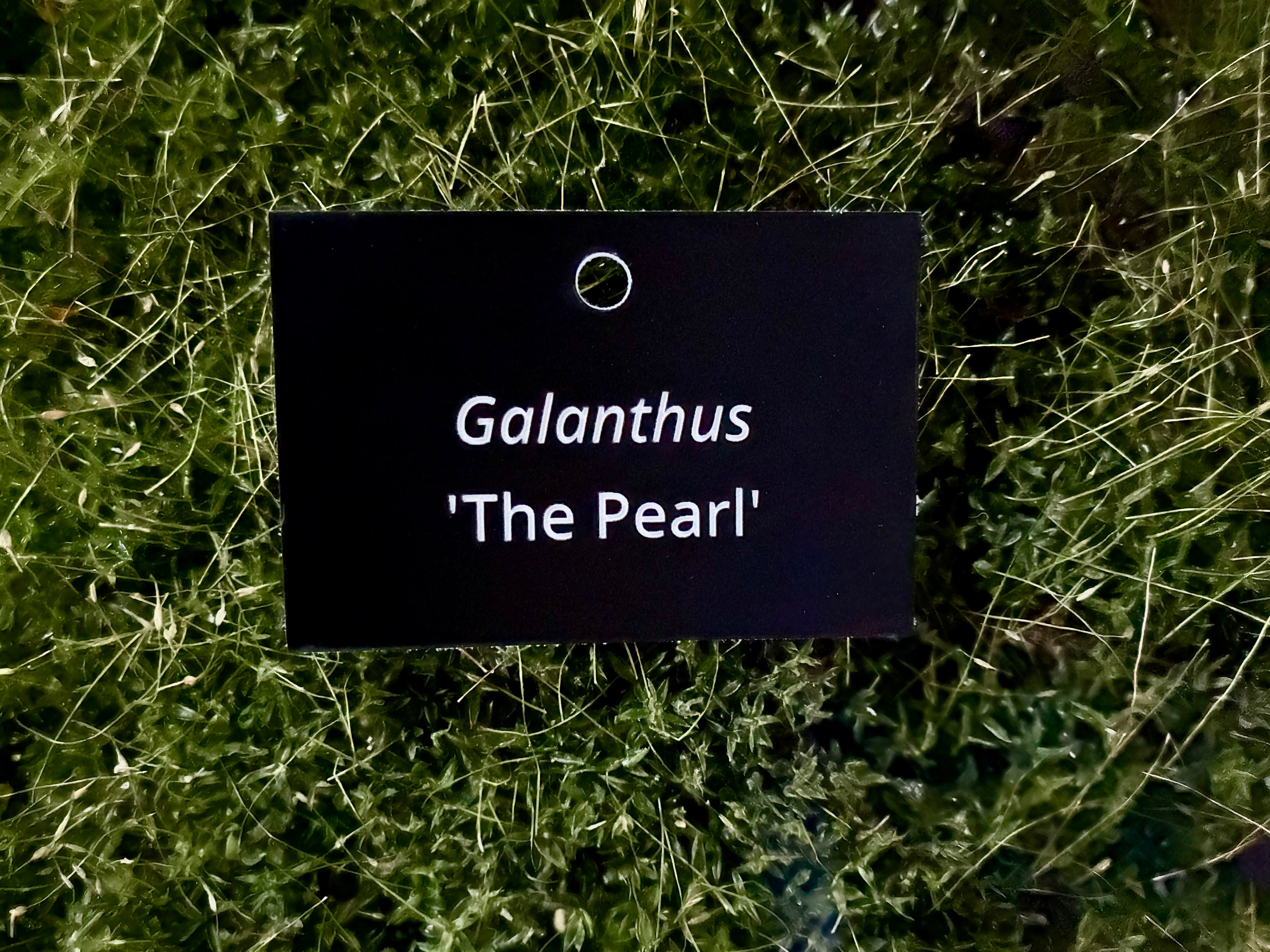 Galanthus 'The Pearl' - Plant label