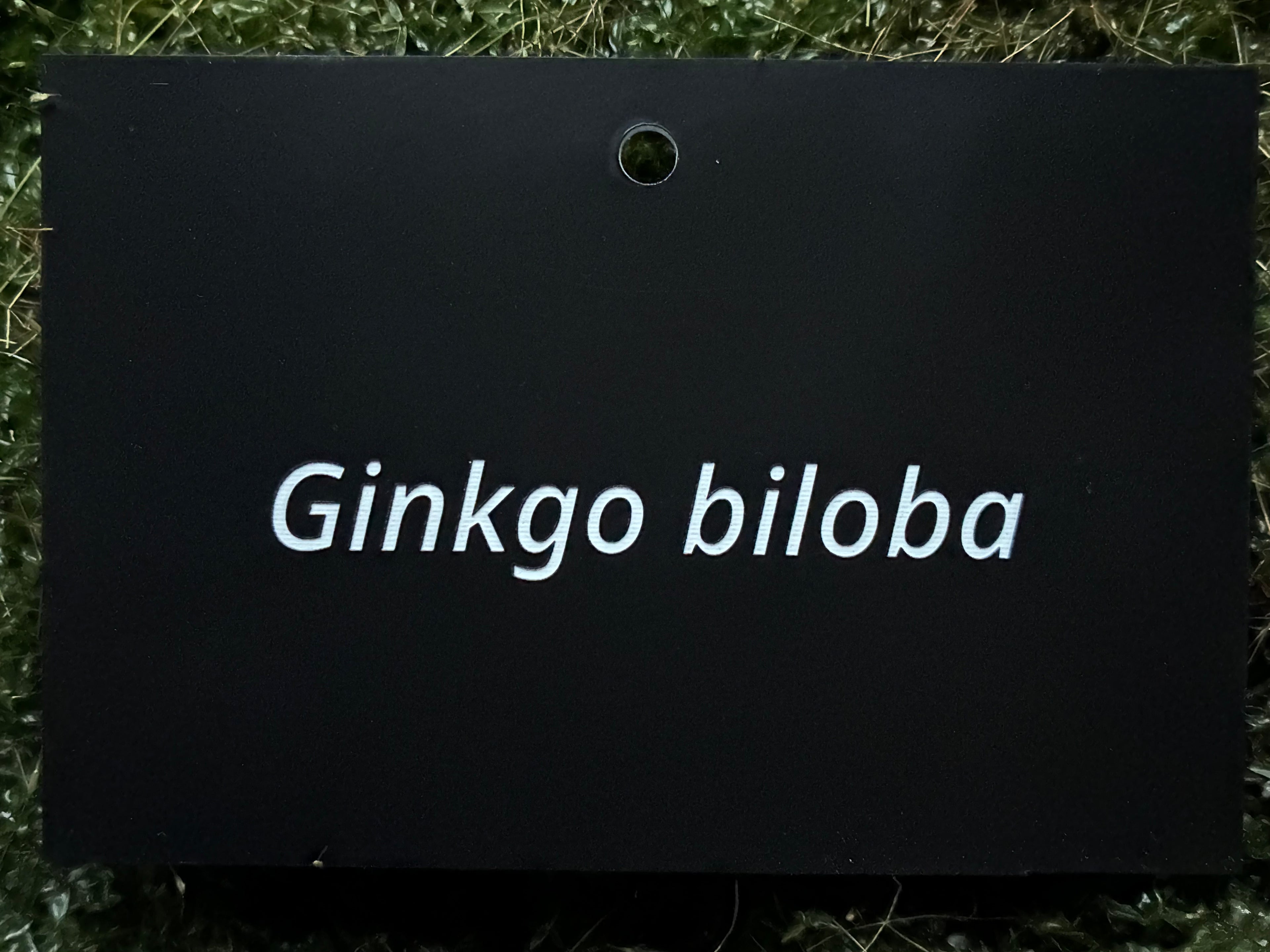 Ginkgo biloba - Plant label