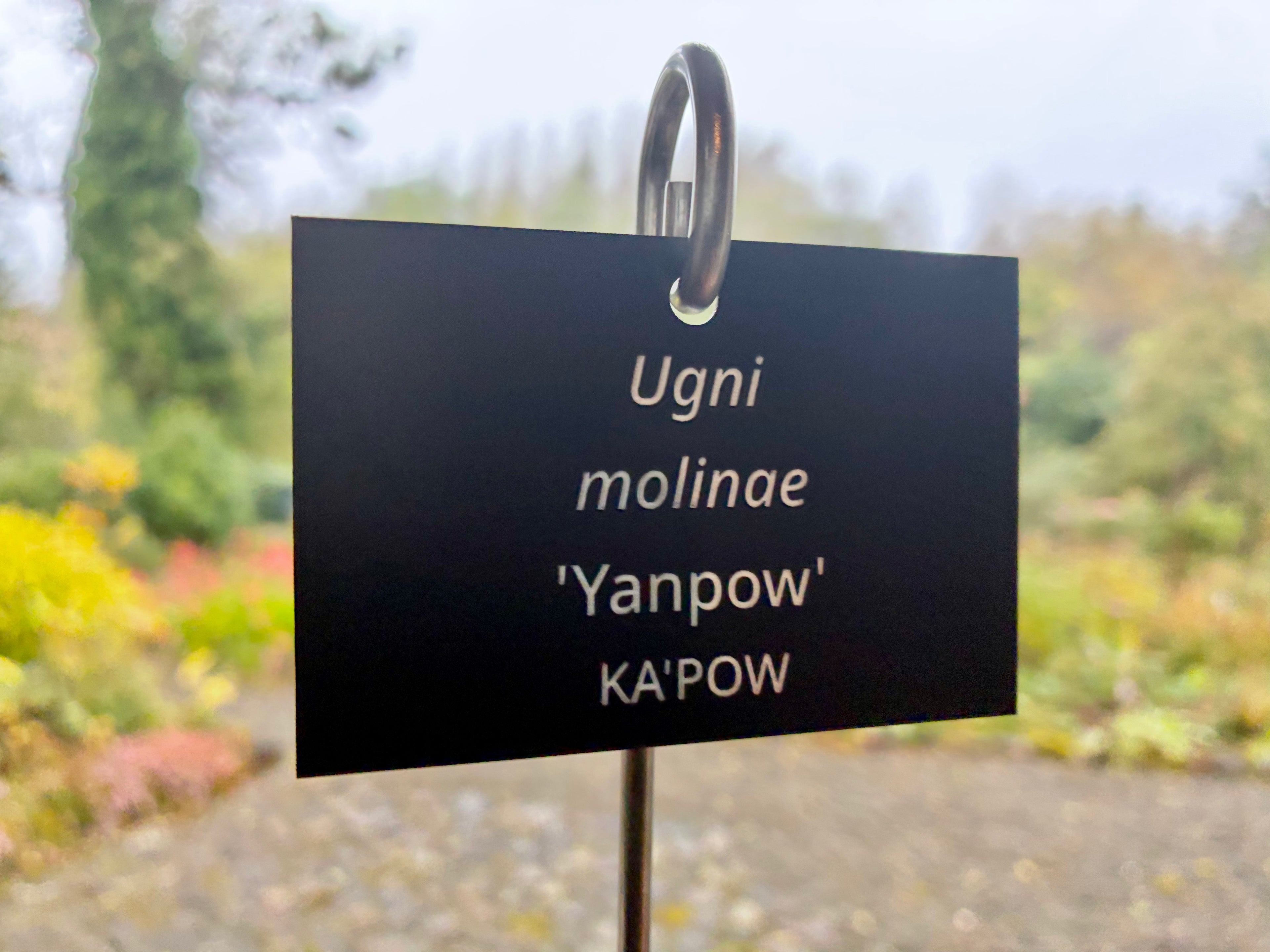 Ugni molinae 'Yanpow' KA'POW - Plant label