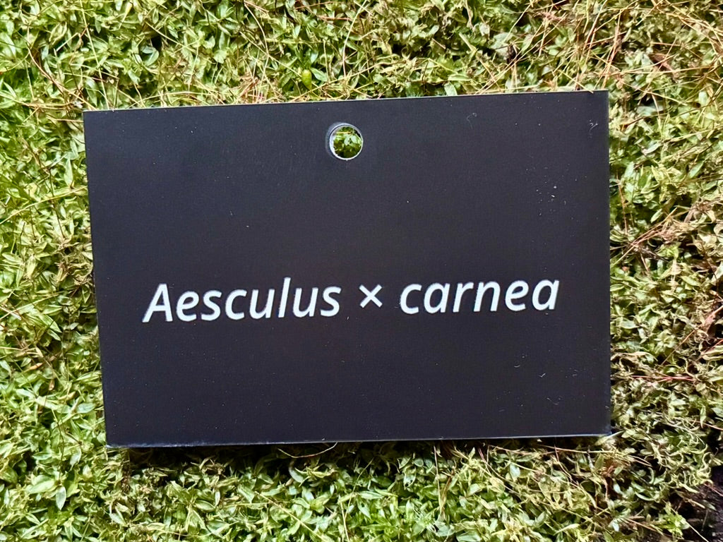 Aesculus × carnea - Plant label