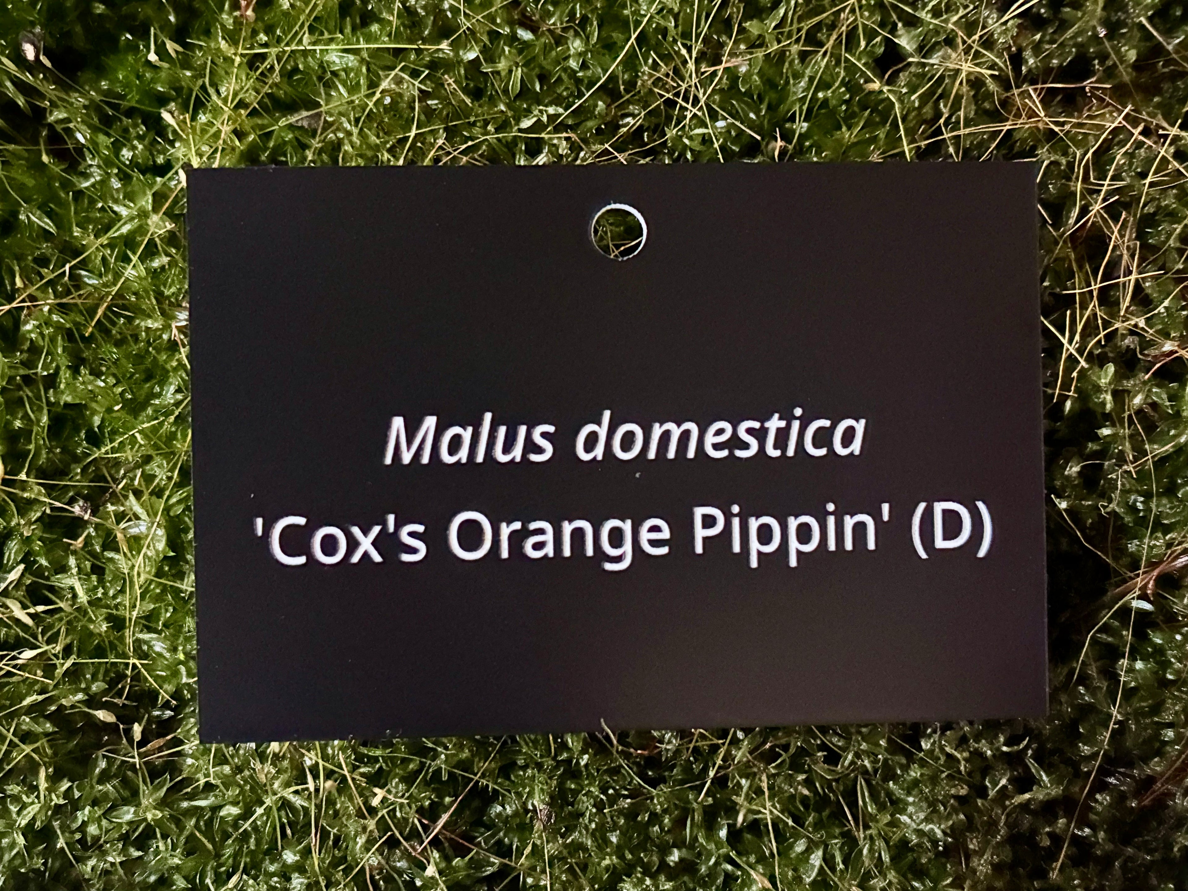 Malus domestica 'Cox's Orange Pippin' (D) - Plant label
