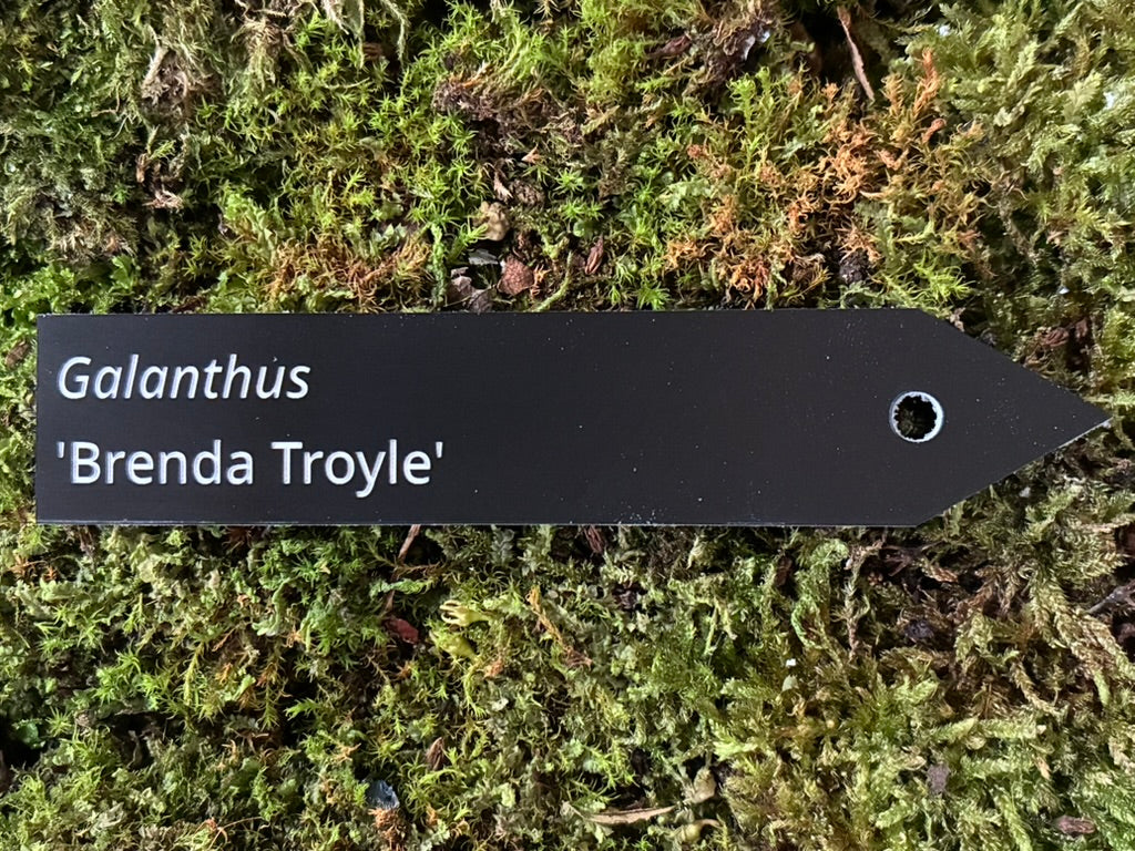 Galanthus 'Brenda Troyle' - Plant label