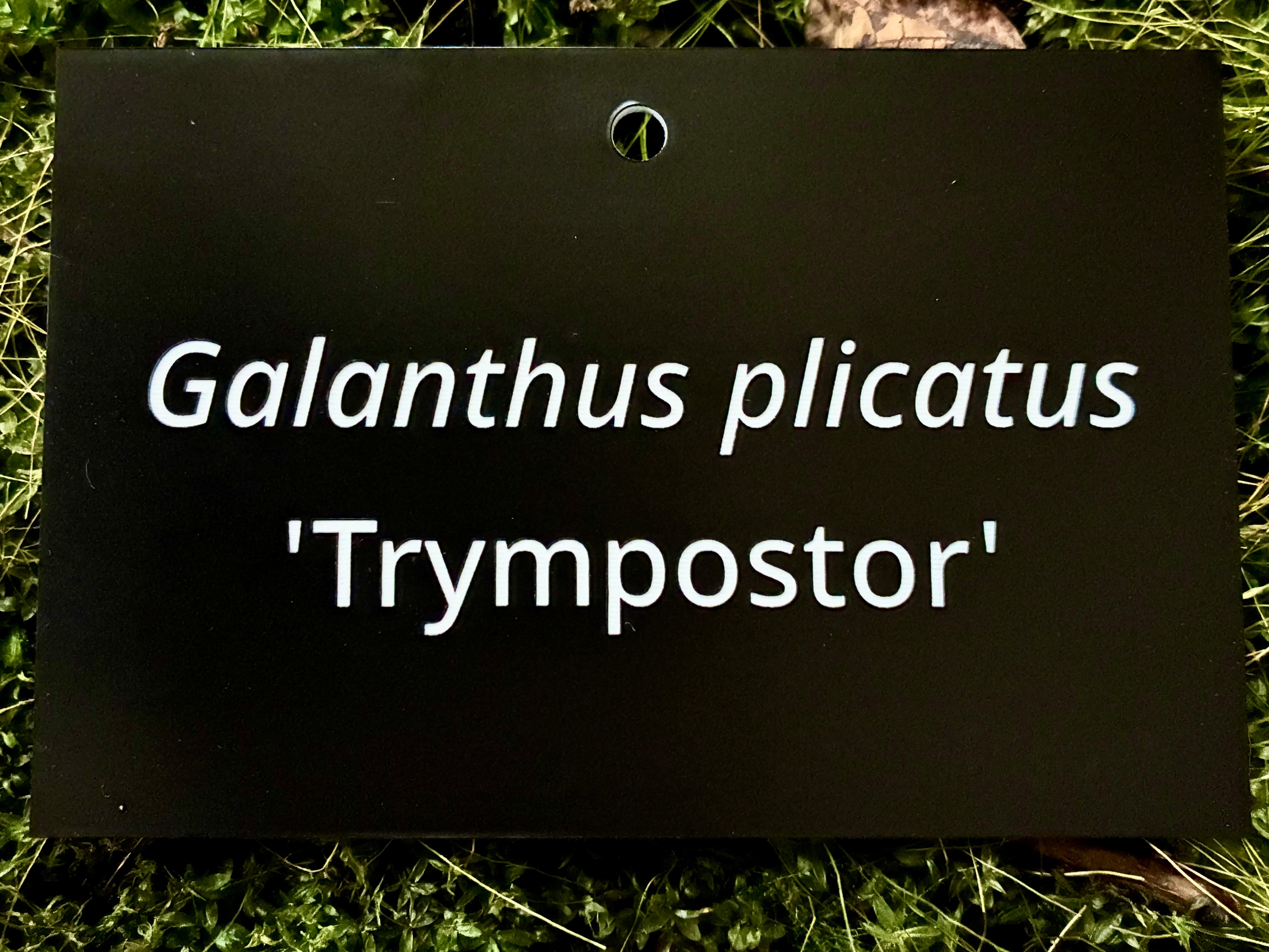 Galanthus plicatus 'Trympostor' - Plant label