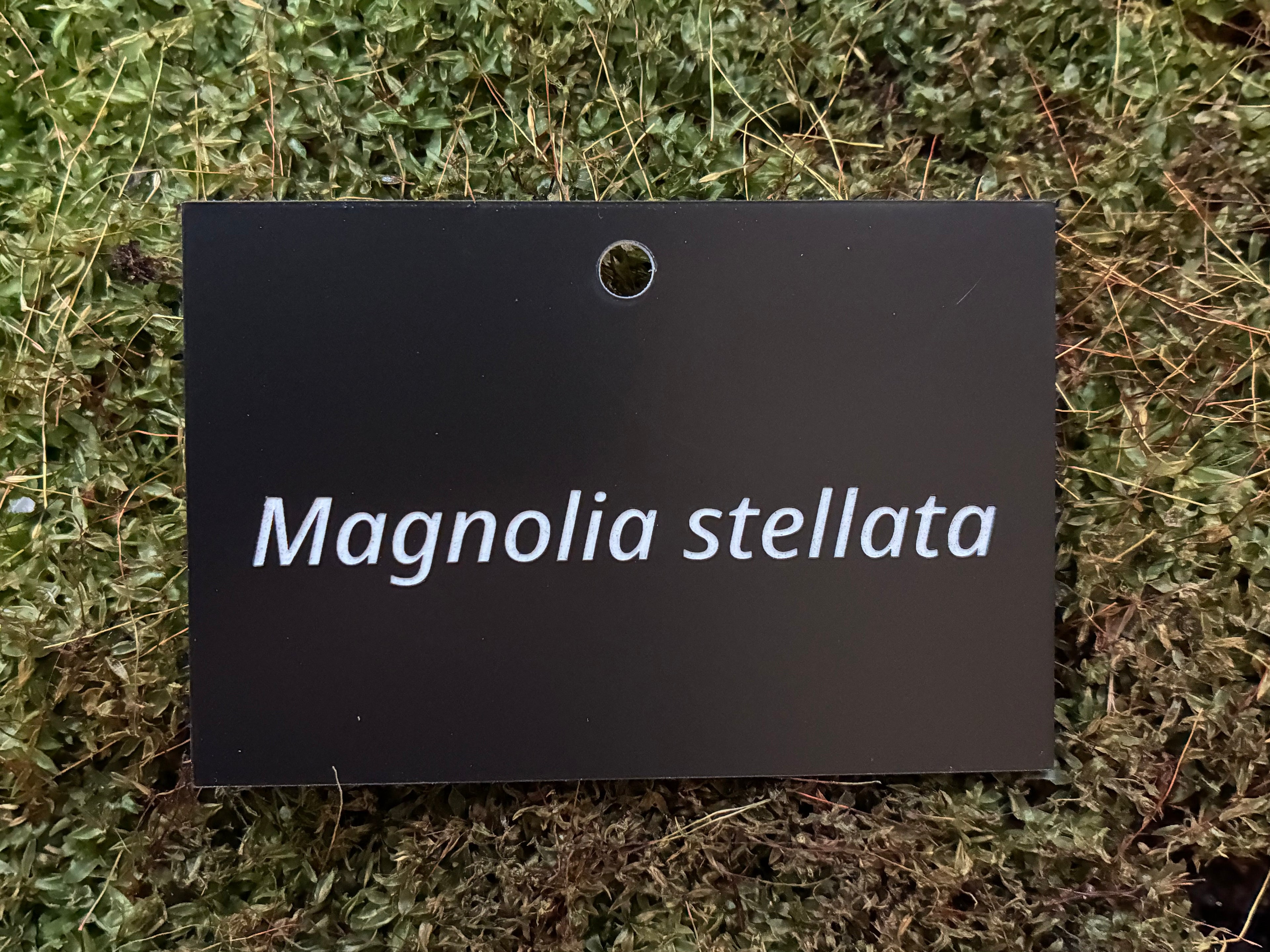 Magnolia stellata - Plant label