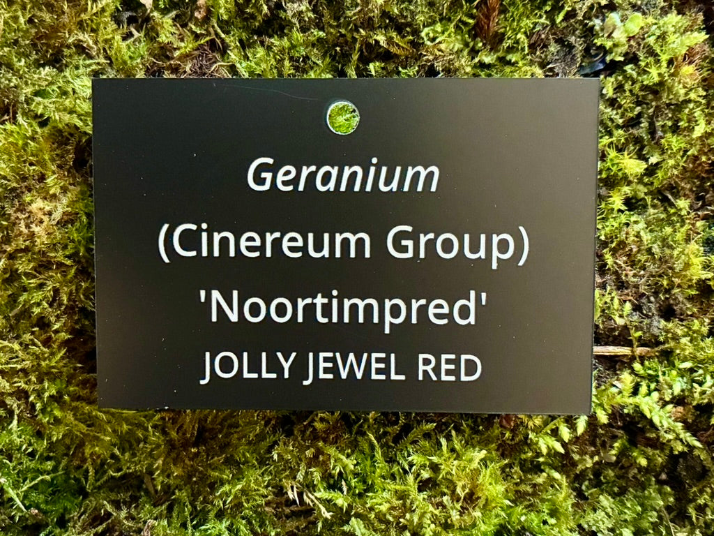 Geranium (Cinereum Group) 'Noortimpred' JOLLY JEWEL RED - Plant label