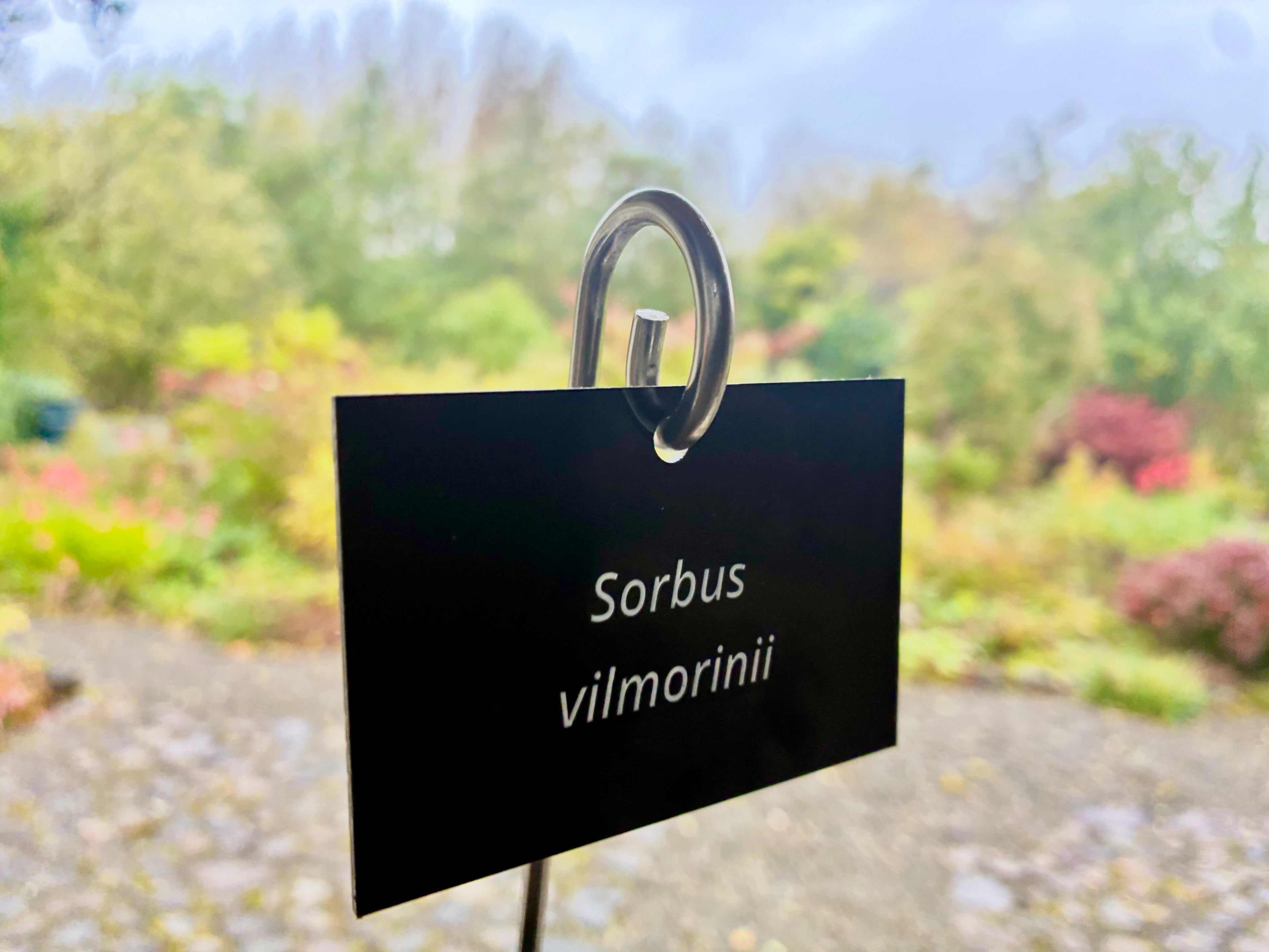 Sorbus vilmorinii - Plant label