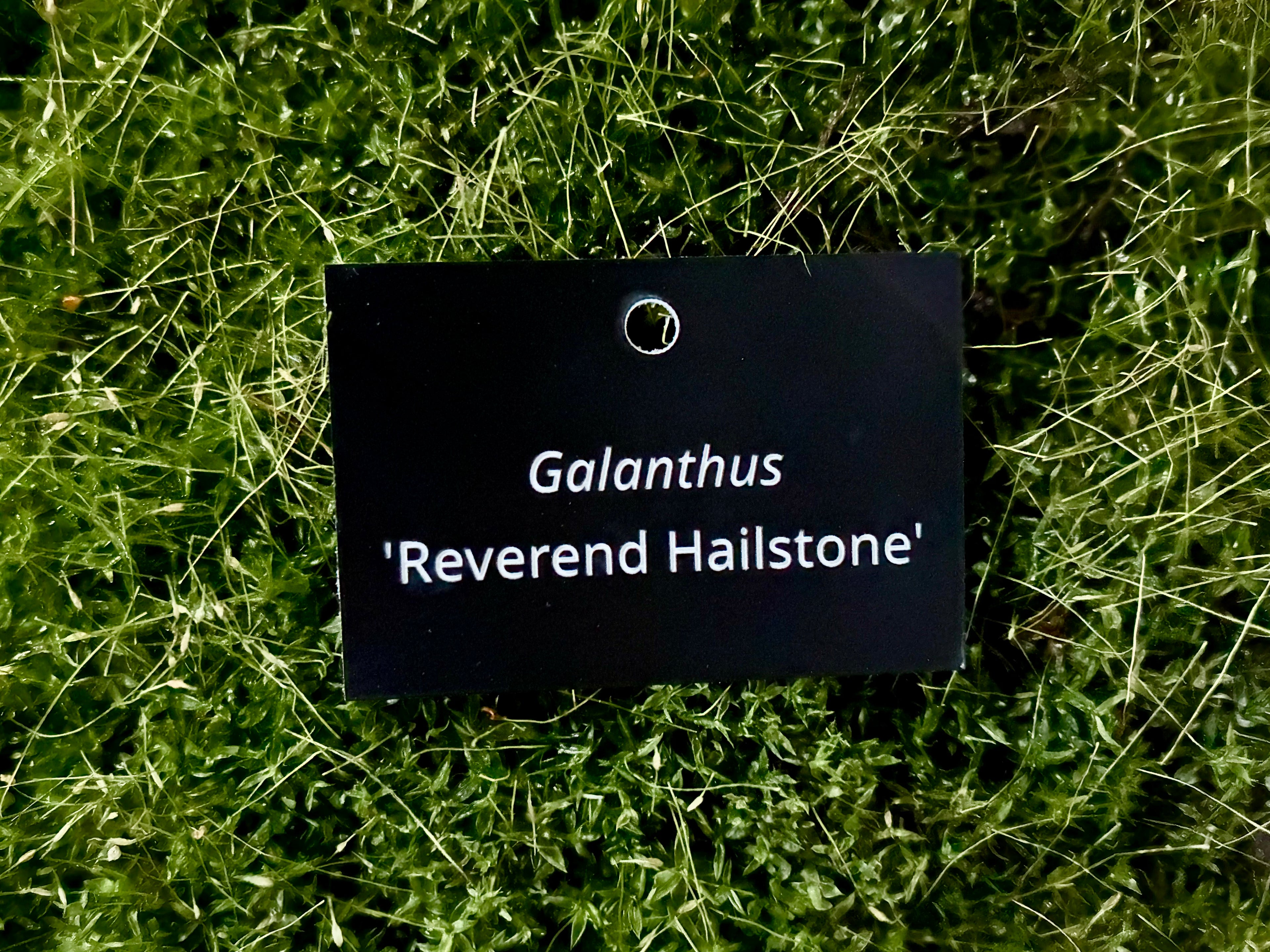 Galanthus 'Reverend Hailstone' - Plant label