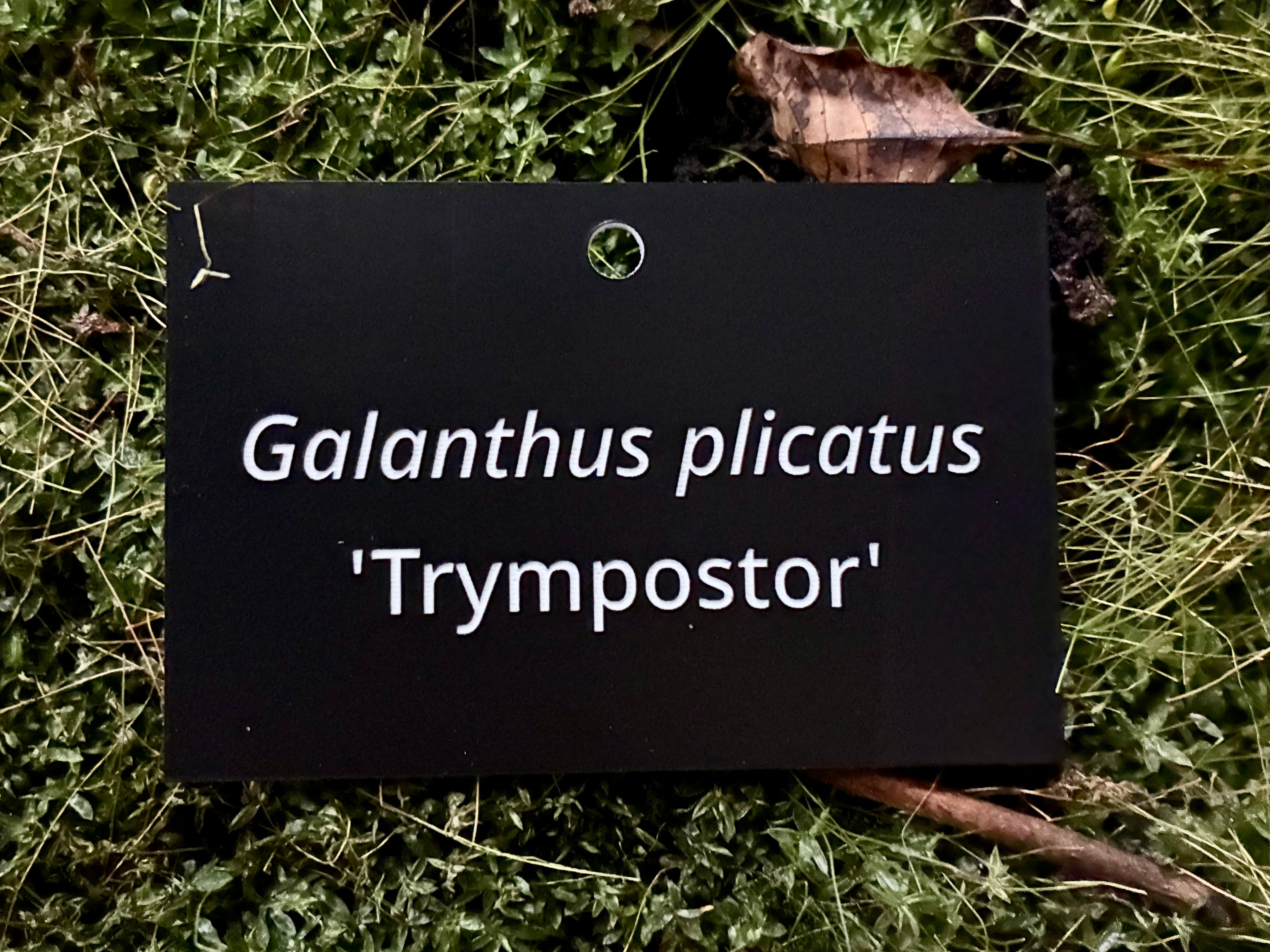 Galanthus plicatus 'Trympostor' - Plant label