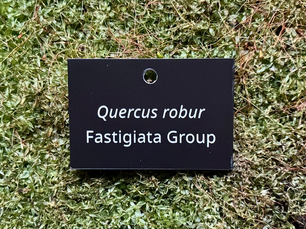 Quercus robur Fastigiata Group - Plant label