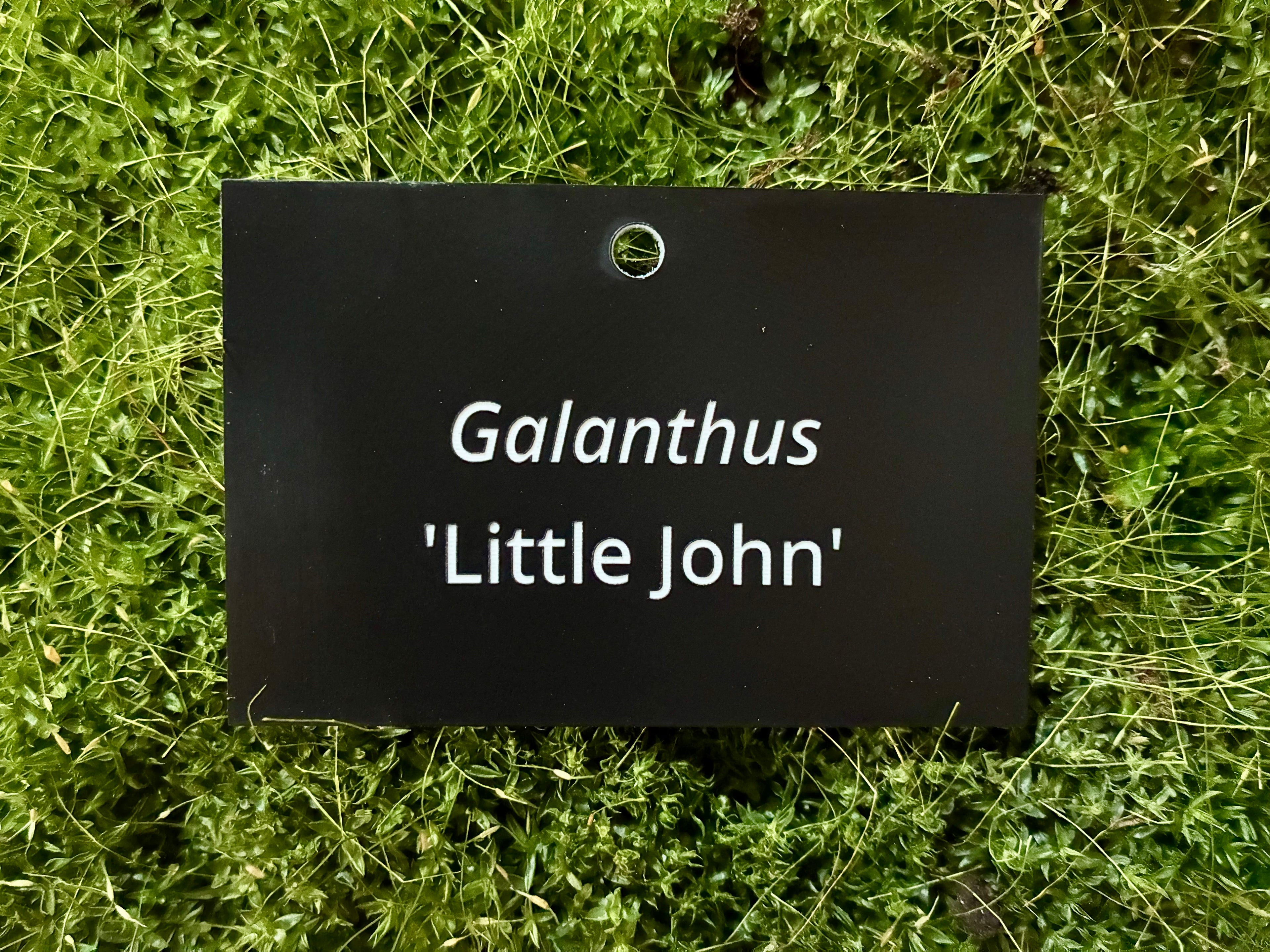 Galanthus 'Little John' - Plant label