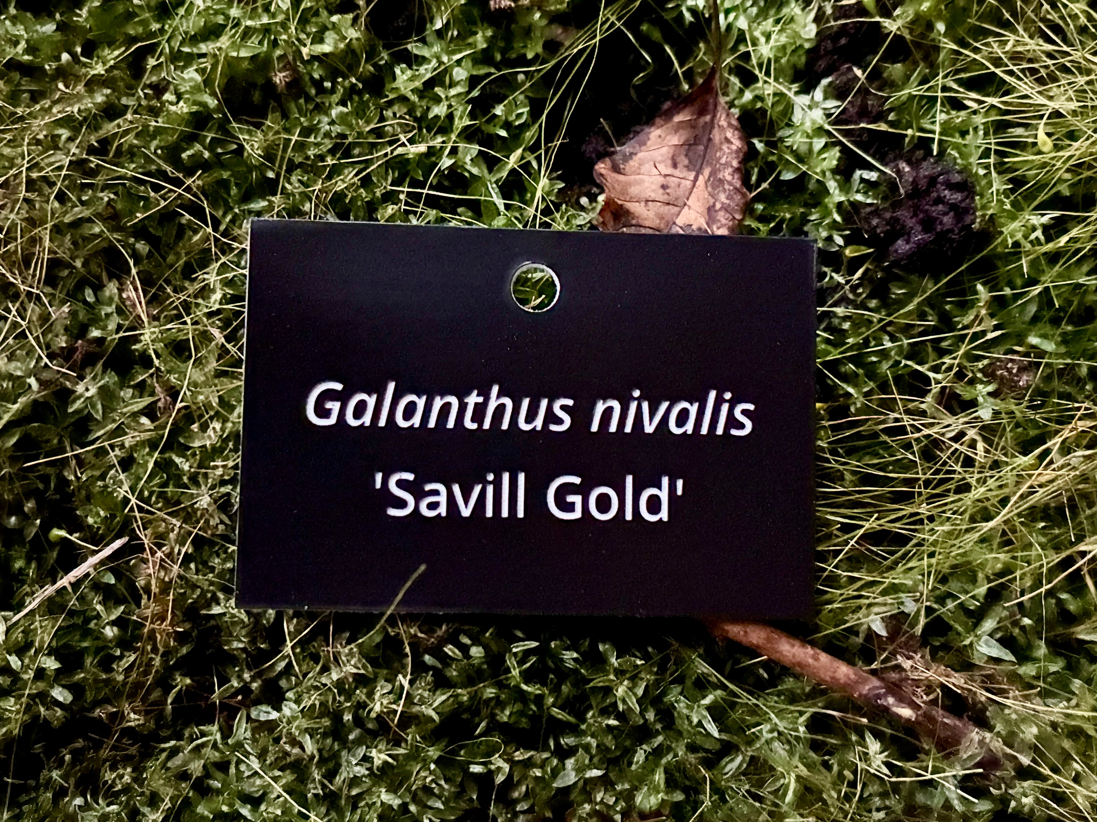Galanthus nivalis 'Savill Gold' - Plant label