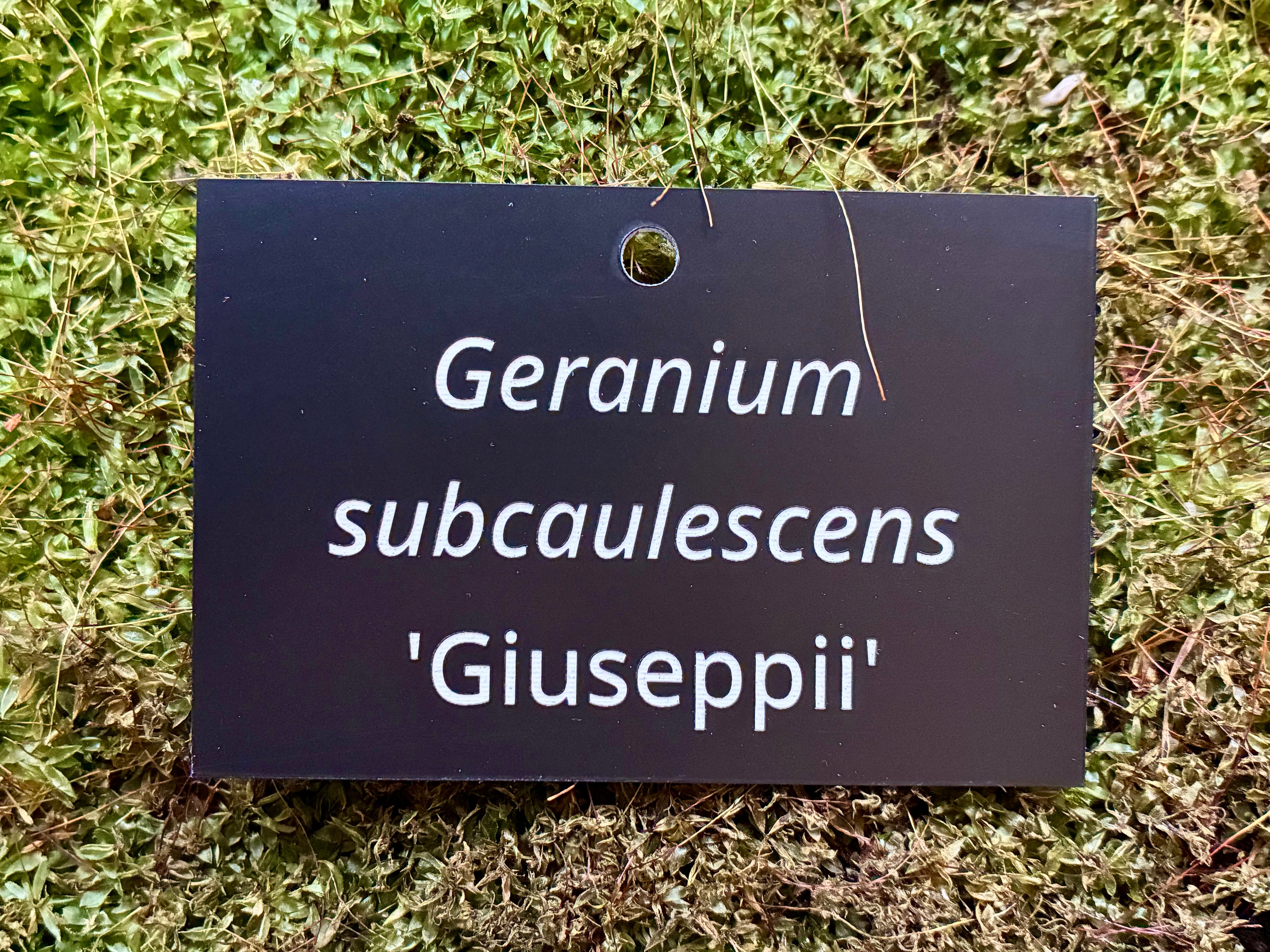 Geranium subcaulescens 'Giuseppii' - Plant label