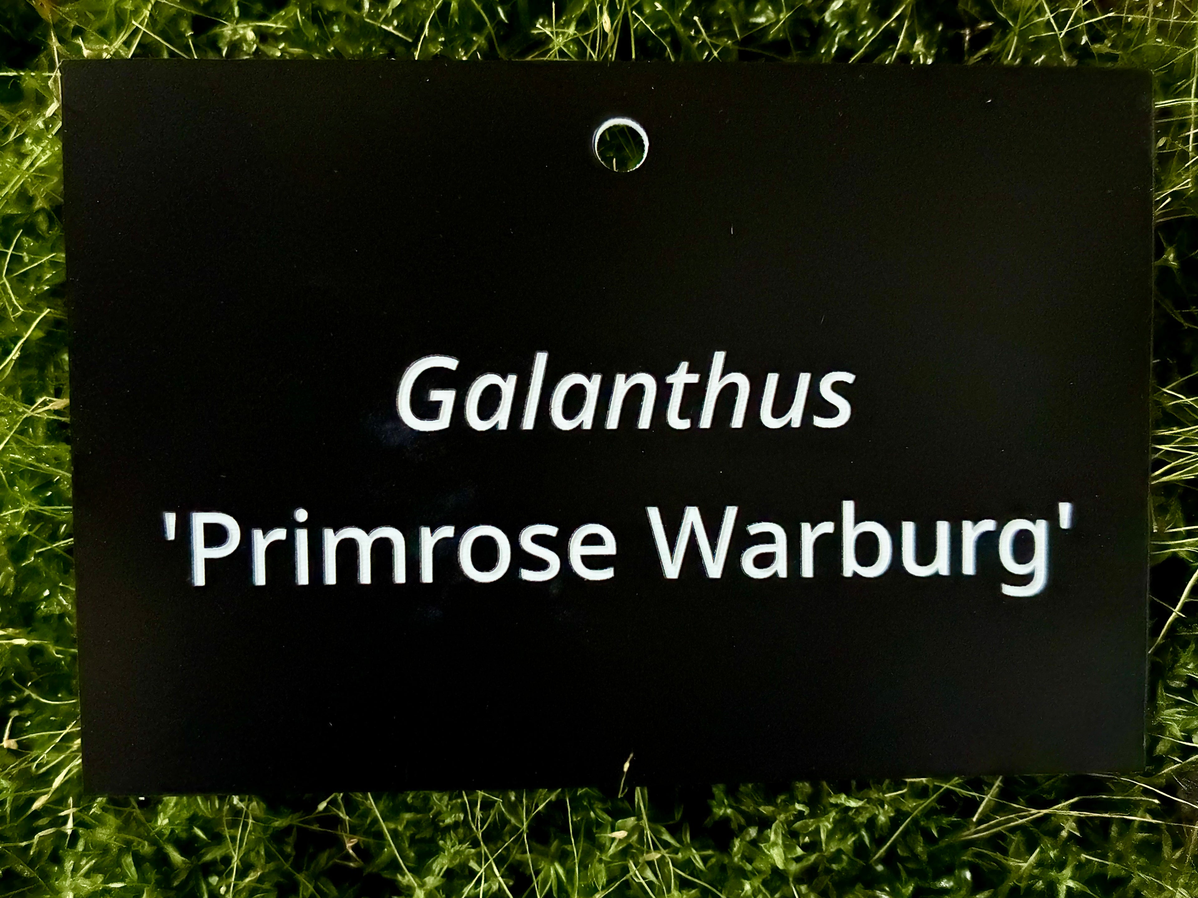 Galanthus 'Primrose Warburg' - Plant label