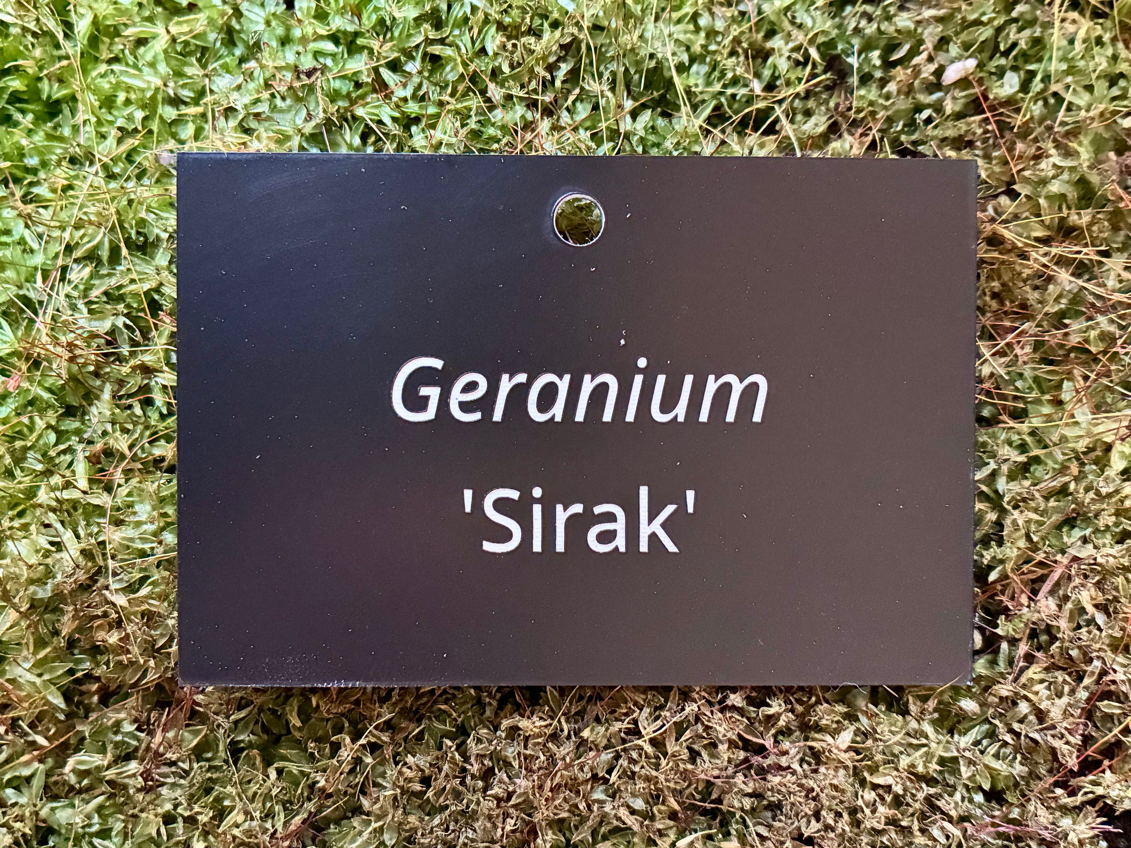 Geranium 'Sirak' - Plant label
