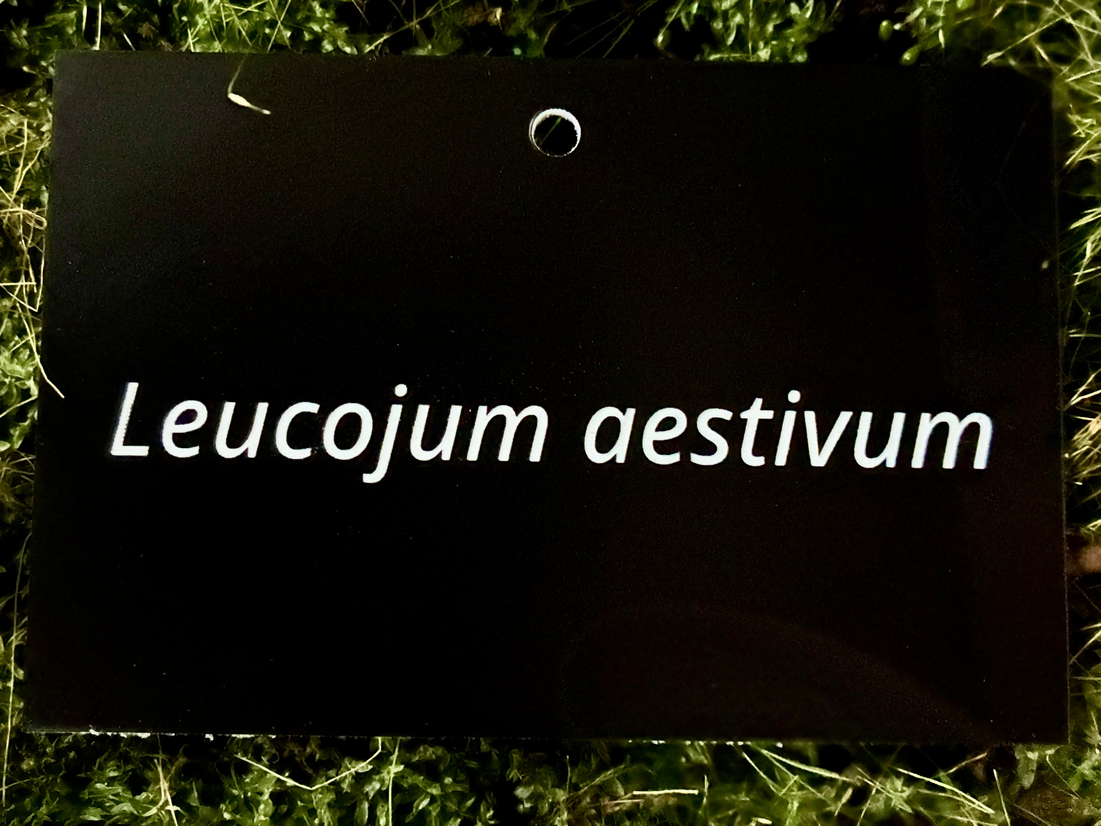 Leucojum aestivum - Plant label