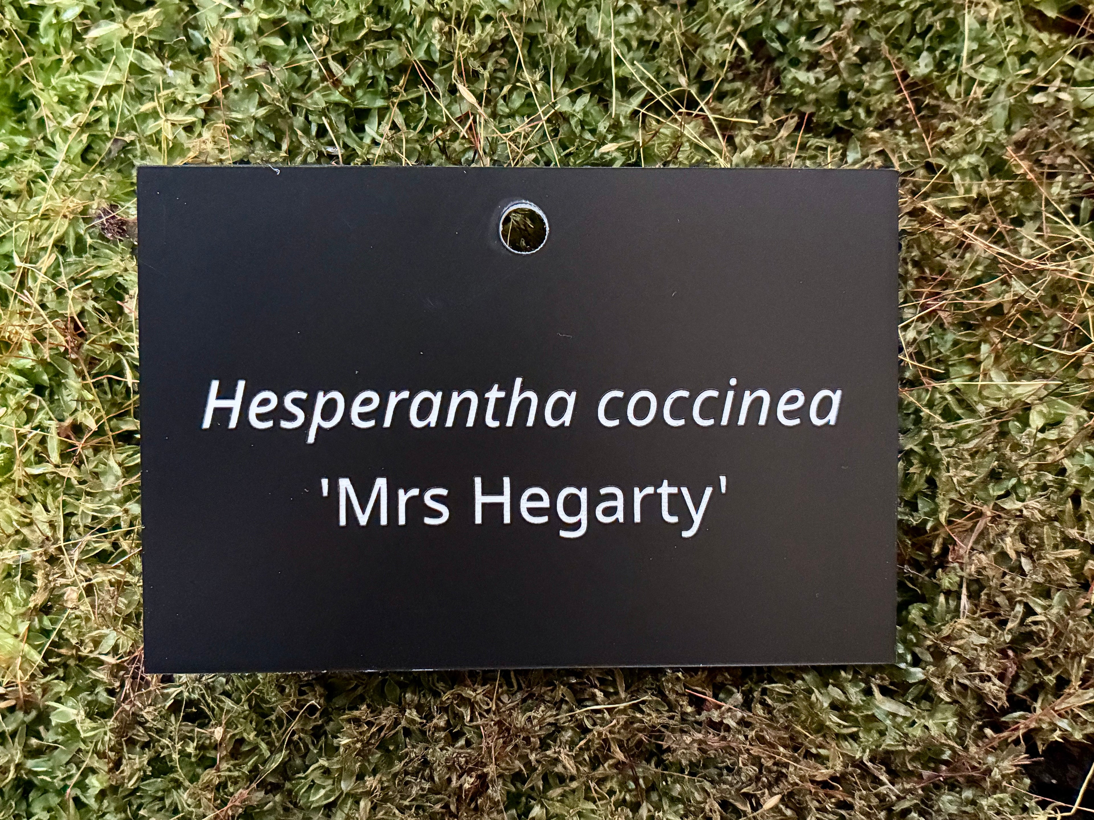 Hesperantha coccinea 'Mrs Hegarty' - Plant label