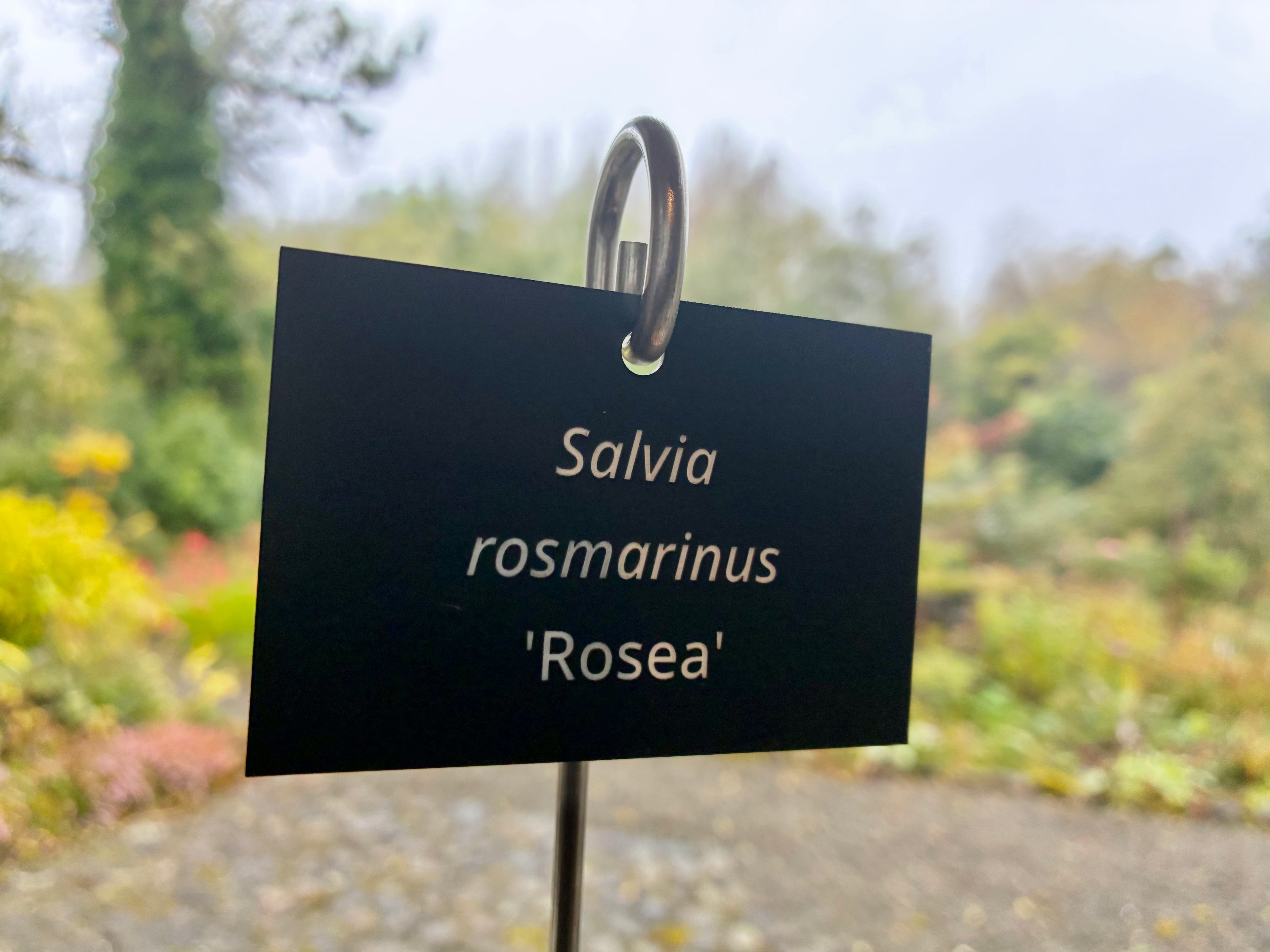 Salvia rosmarinus 'Rosea' - Plant label